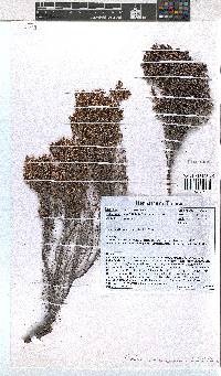 Erica williamsiorum image