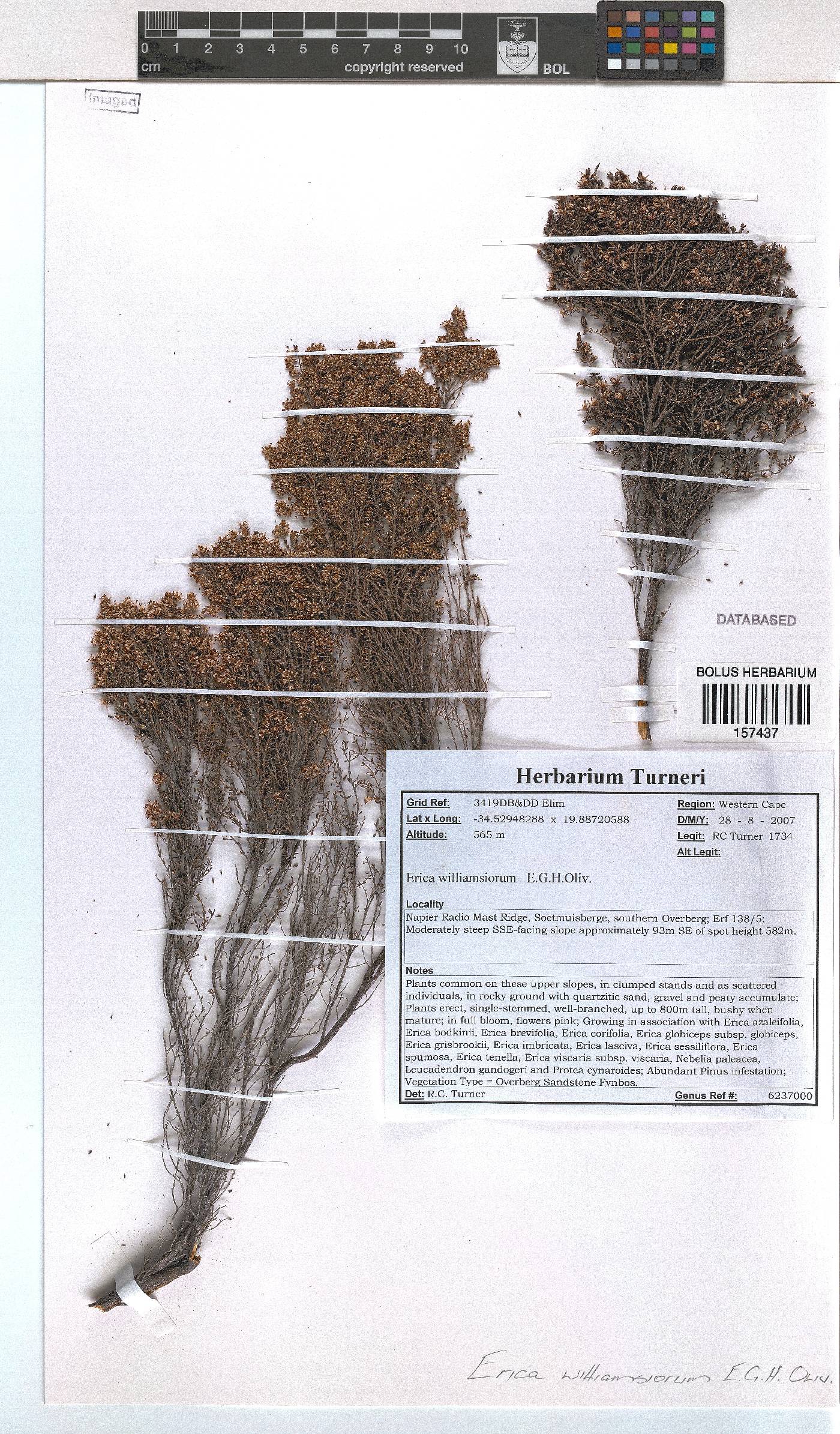 Erica williamsiorum image