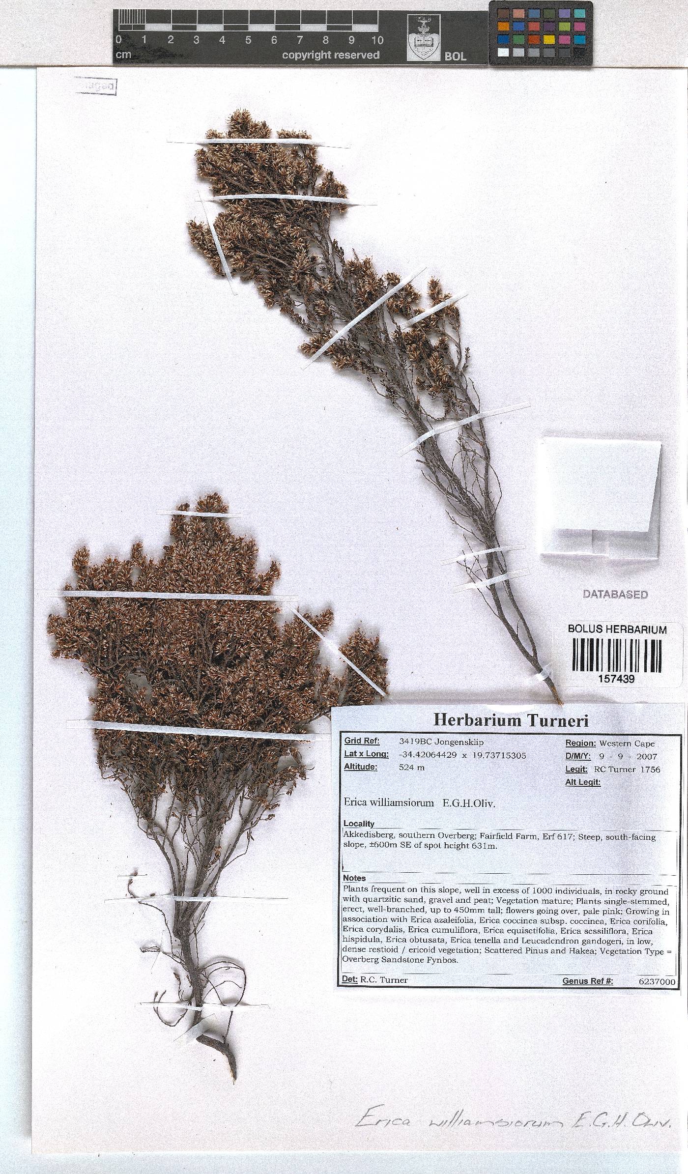 Erica williamsiorum image