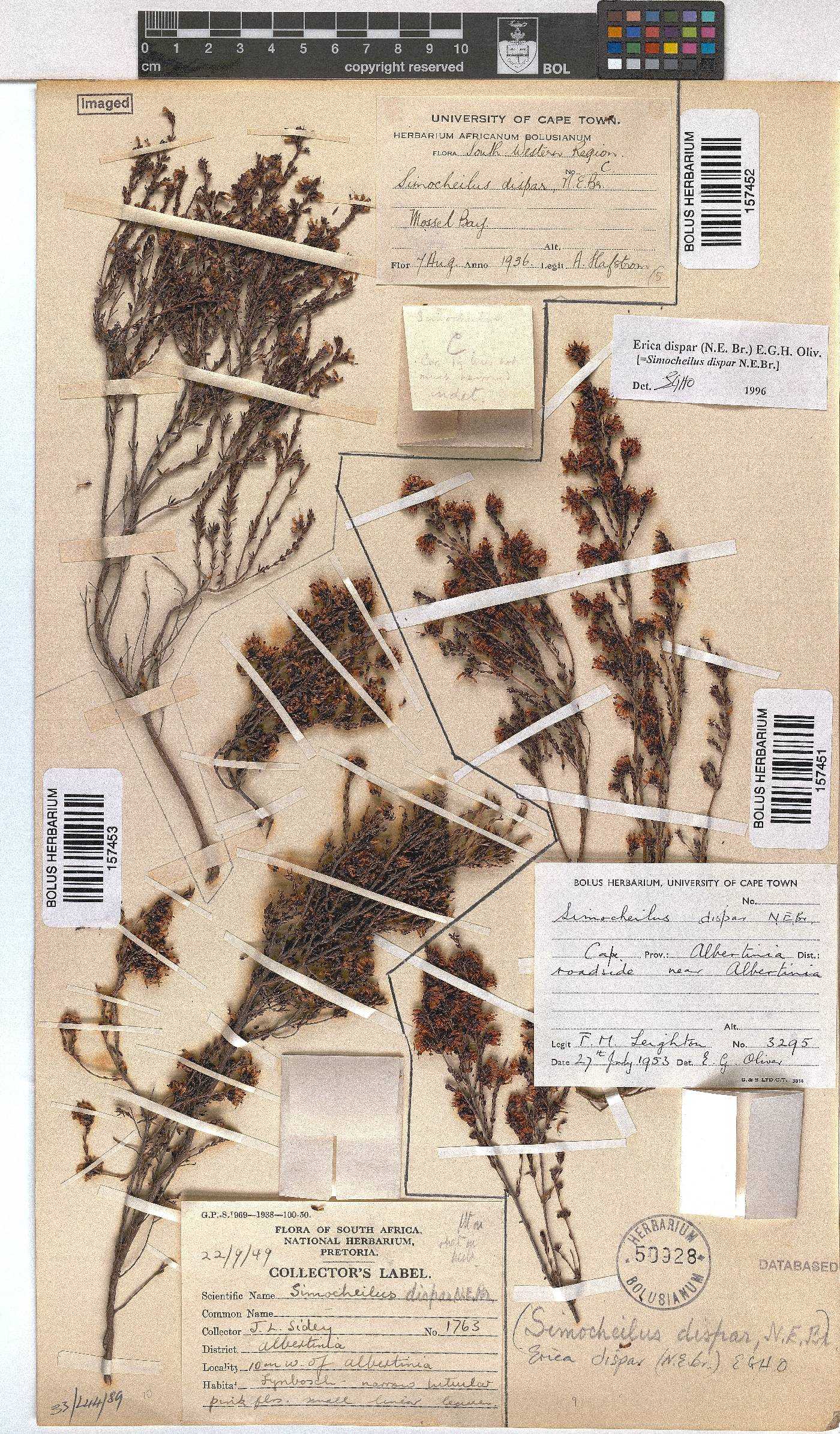 Erica dispar image
