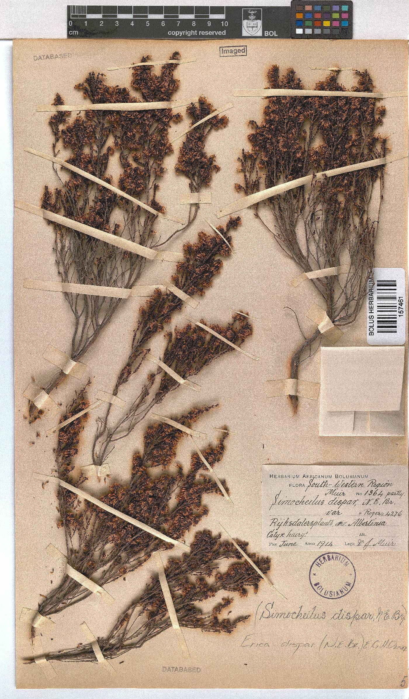 Erica dispar image