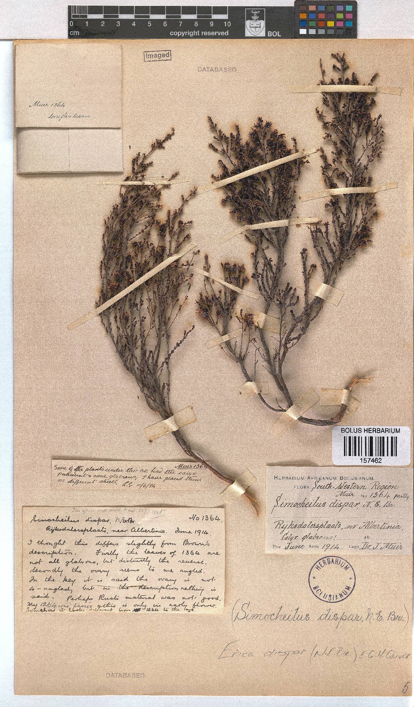 Erica dispar image