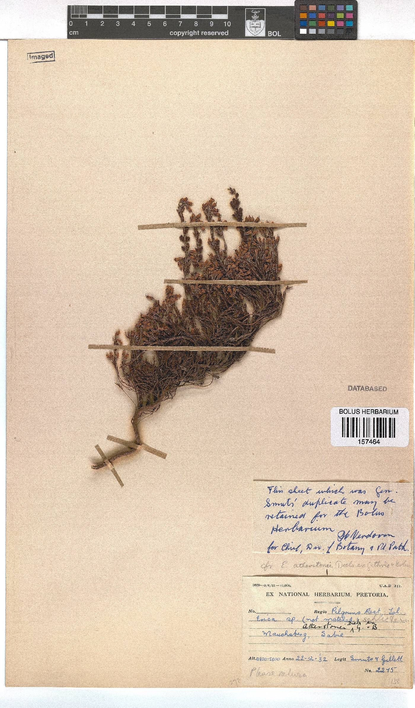 Erica atherstonei image