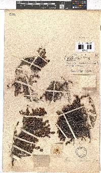 Erica atherstonei image