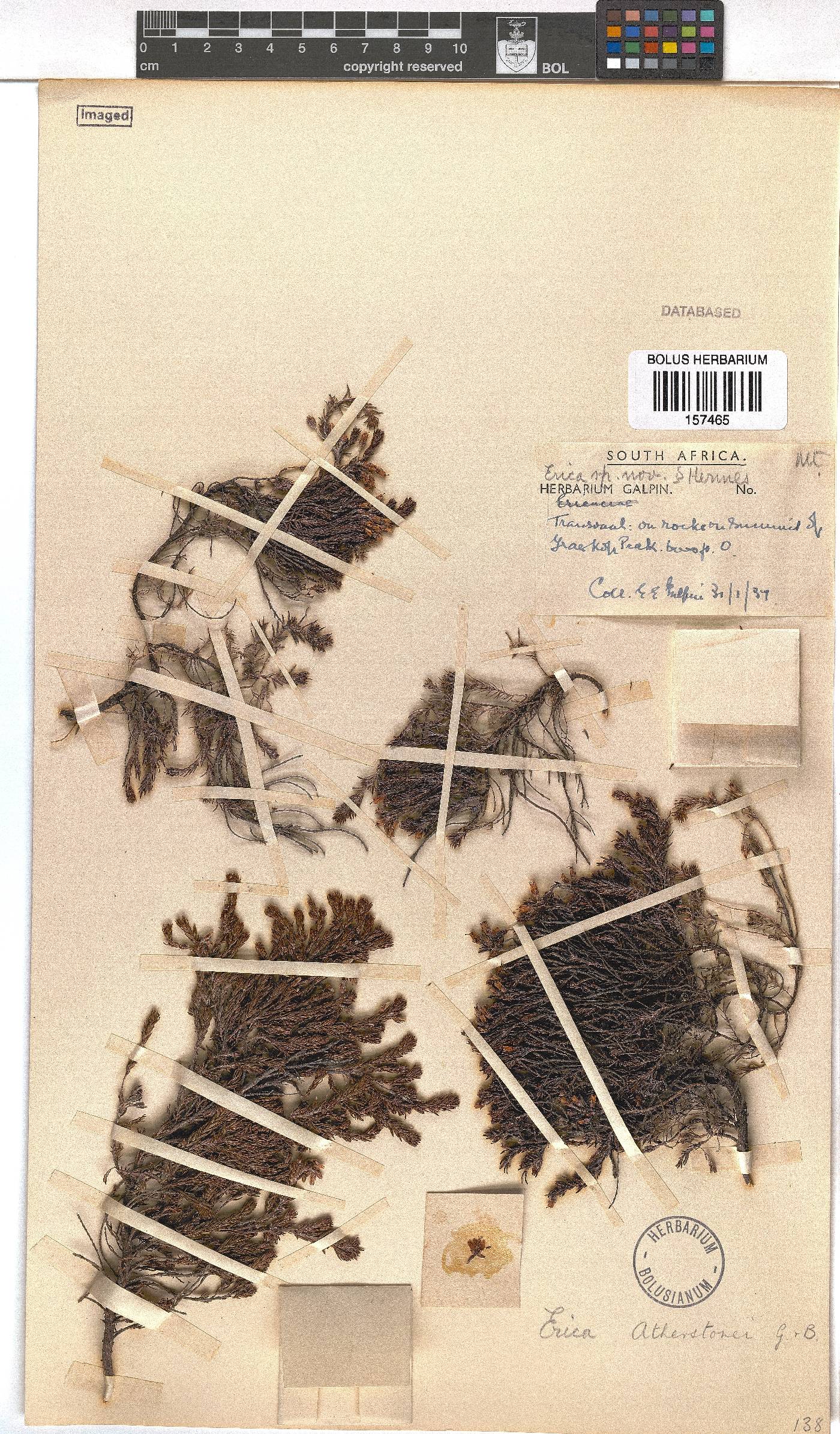 Erica atherstonei image