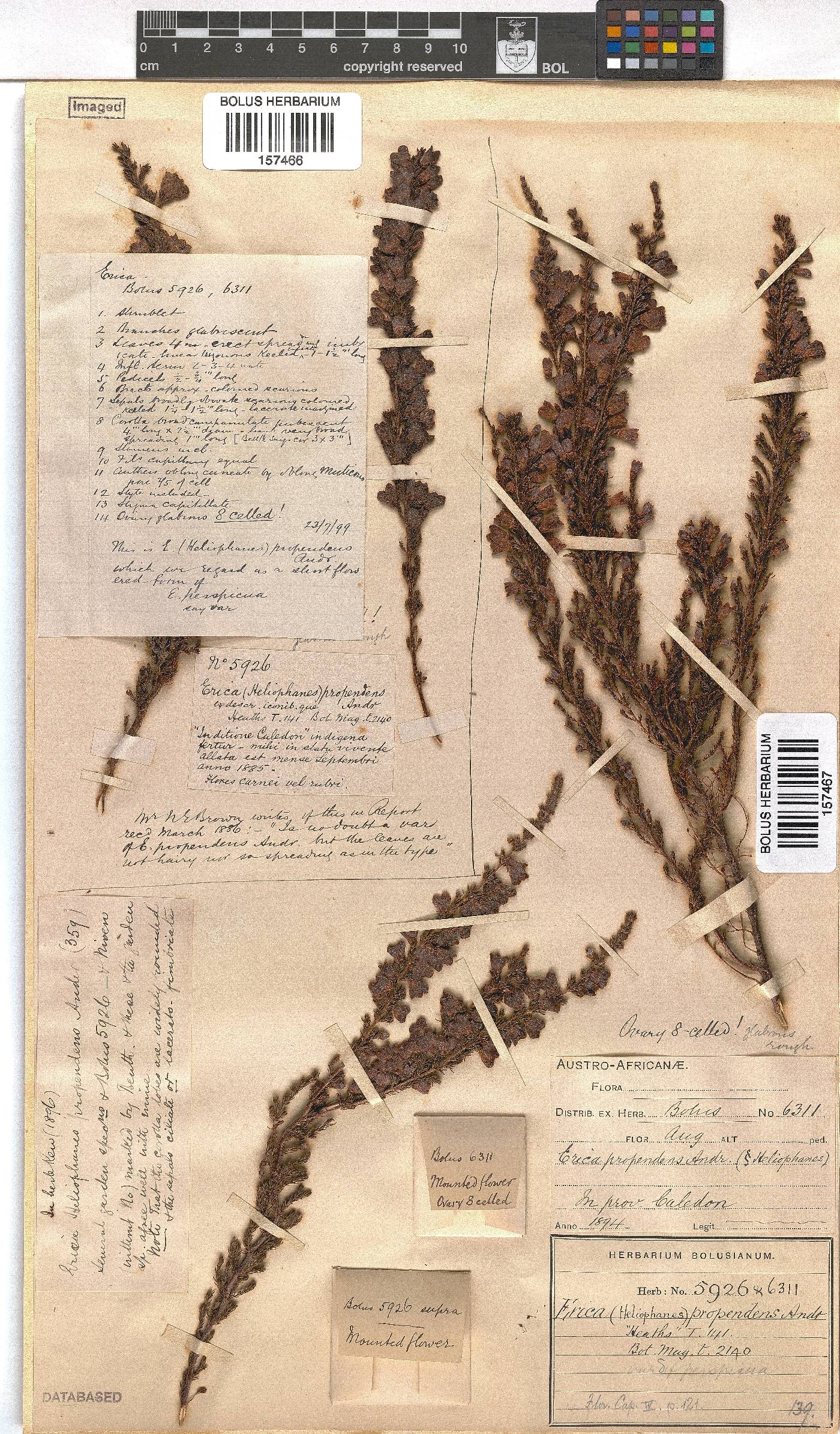 Erica propendens image