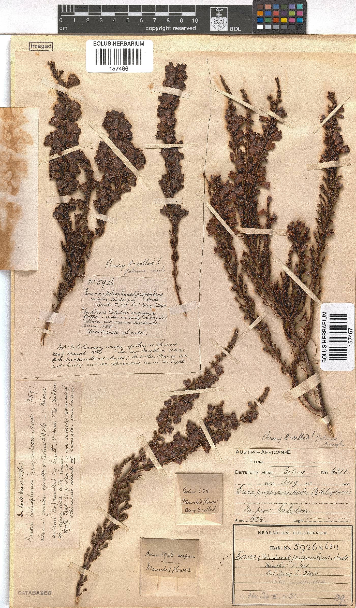 Erica propendens image