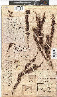 Erica propendens image