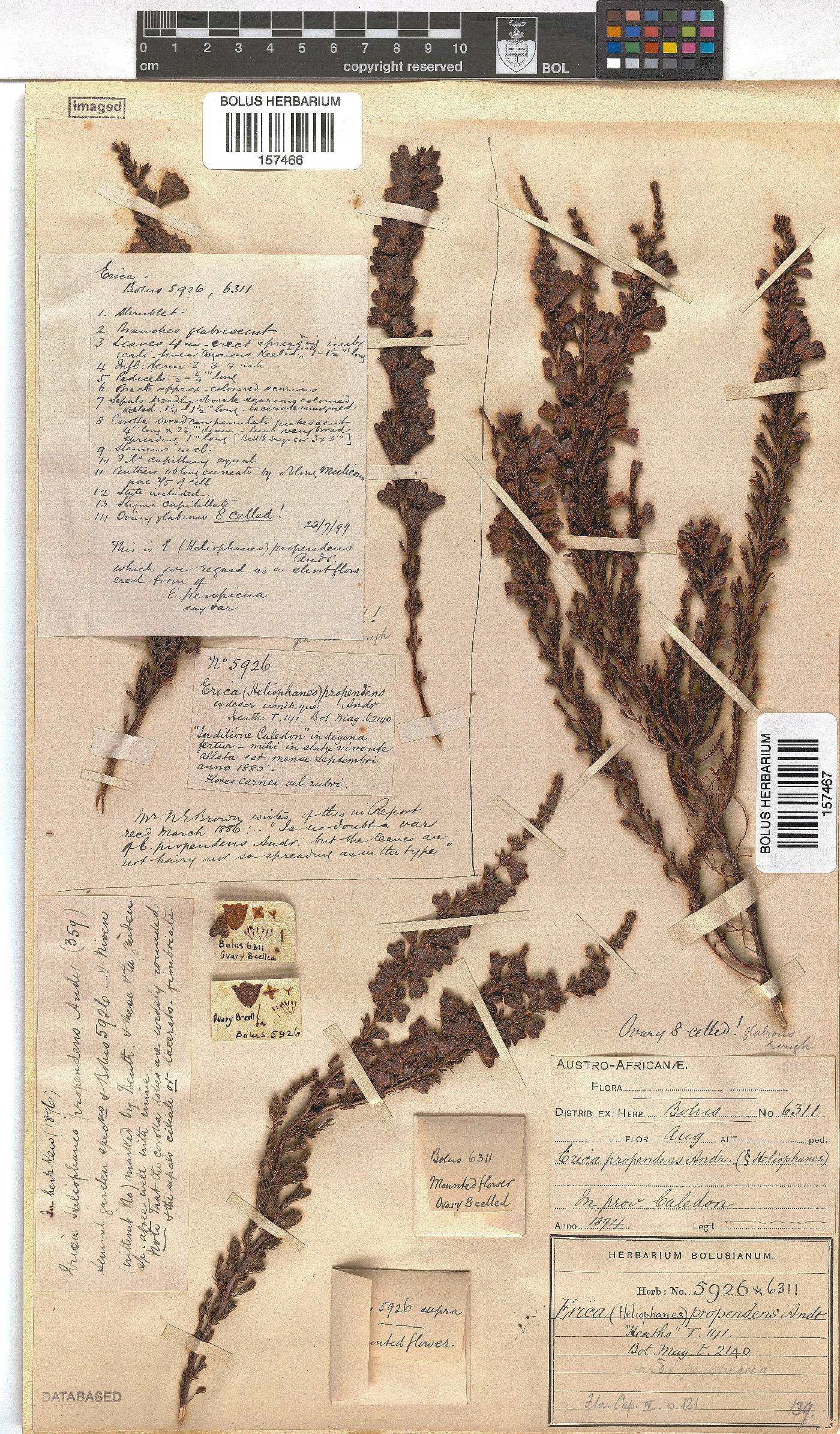 Erica propendens image