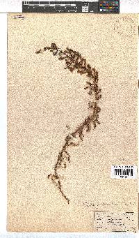 Erica propendens image