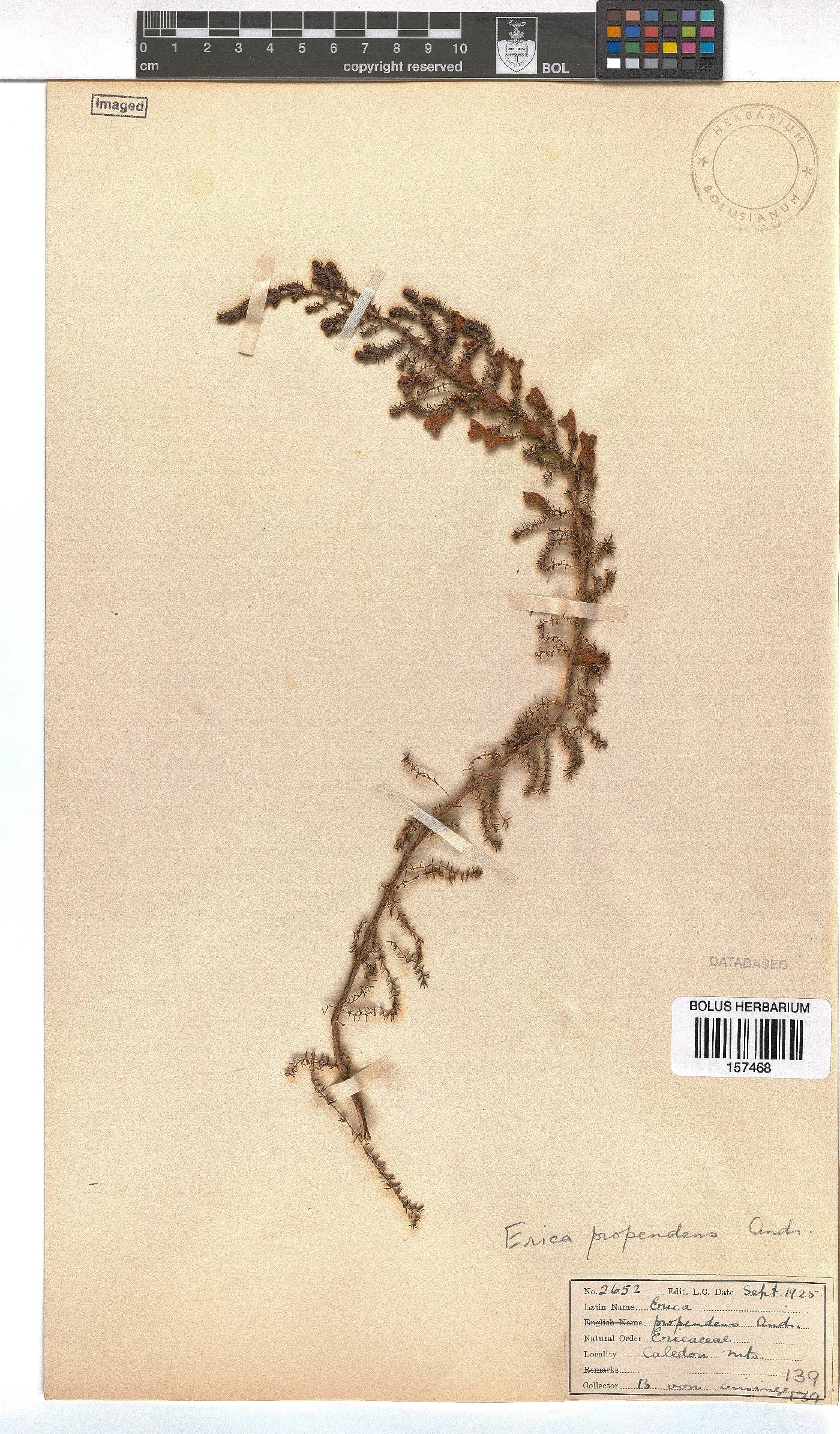 Erica propendens image