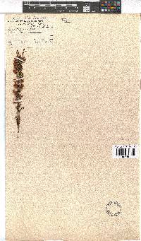Erica propendens image