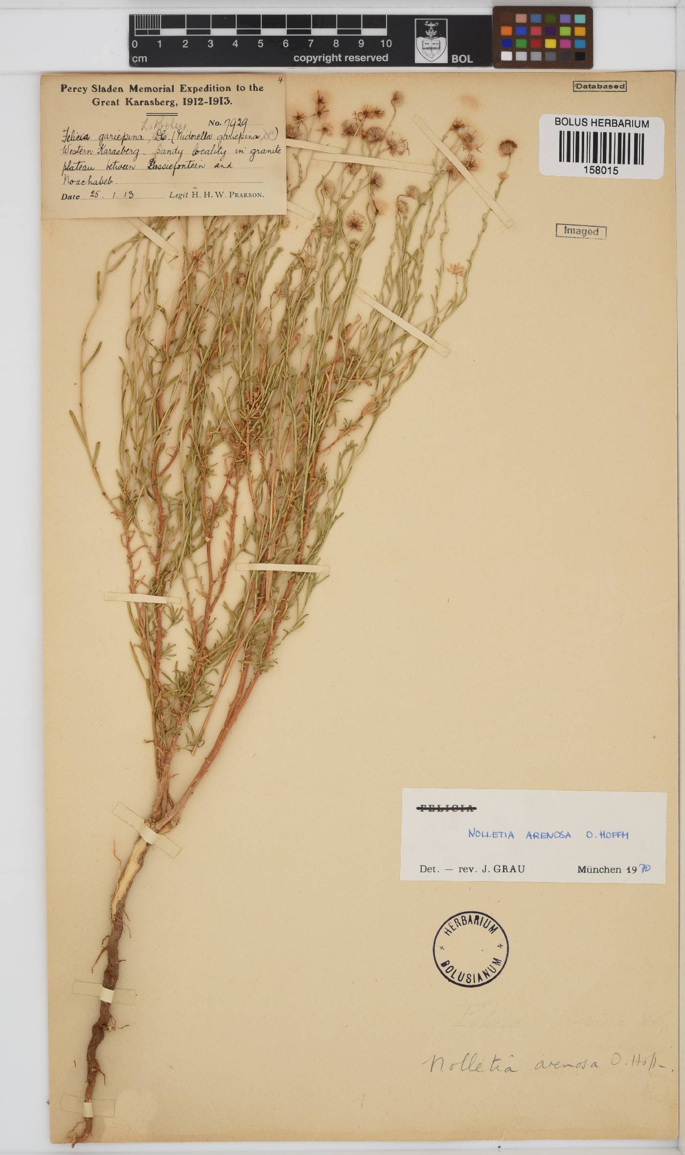 Nolletia chrysocomoides image