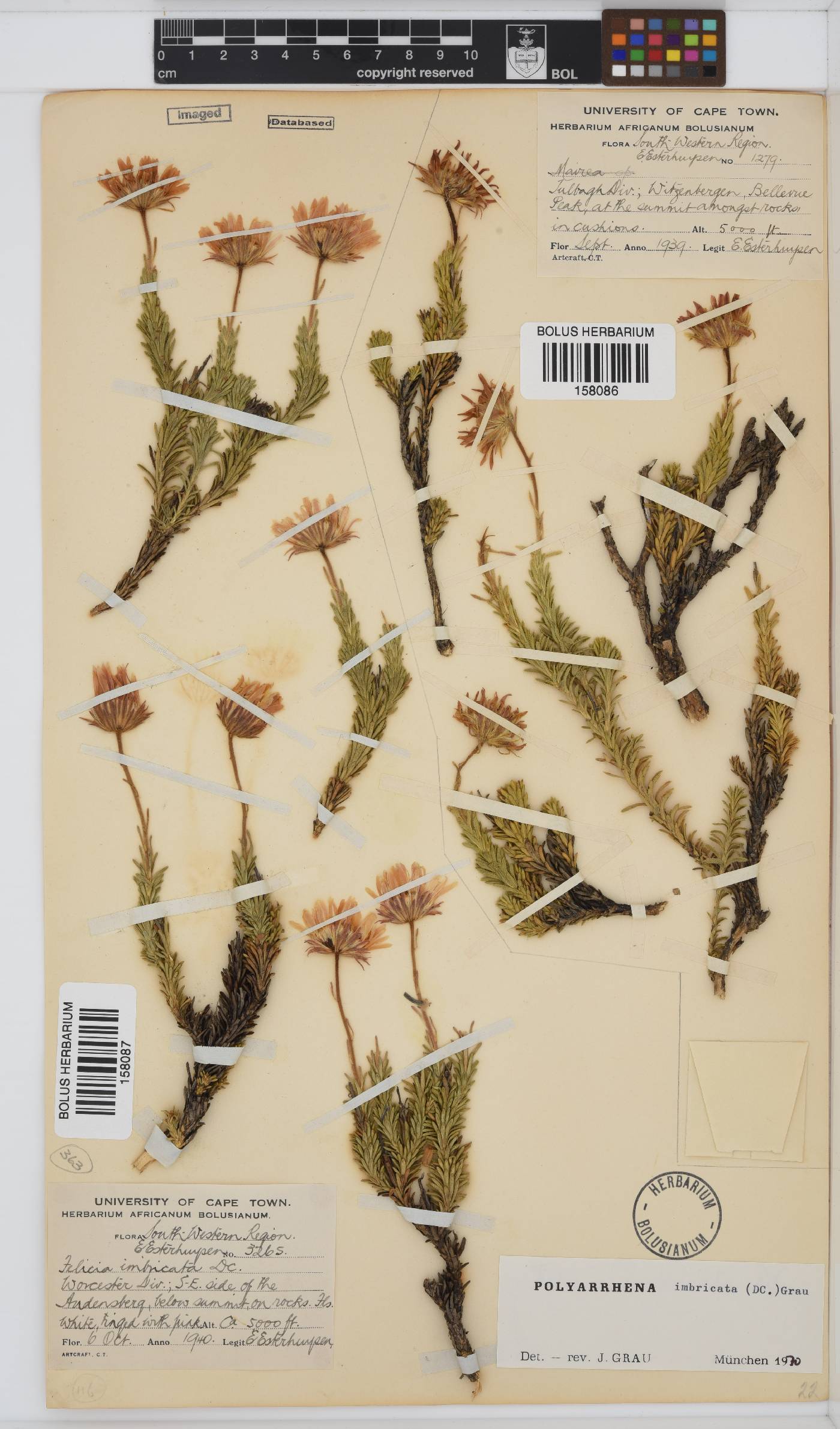 Polyarrhena imbricata image