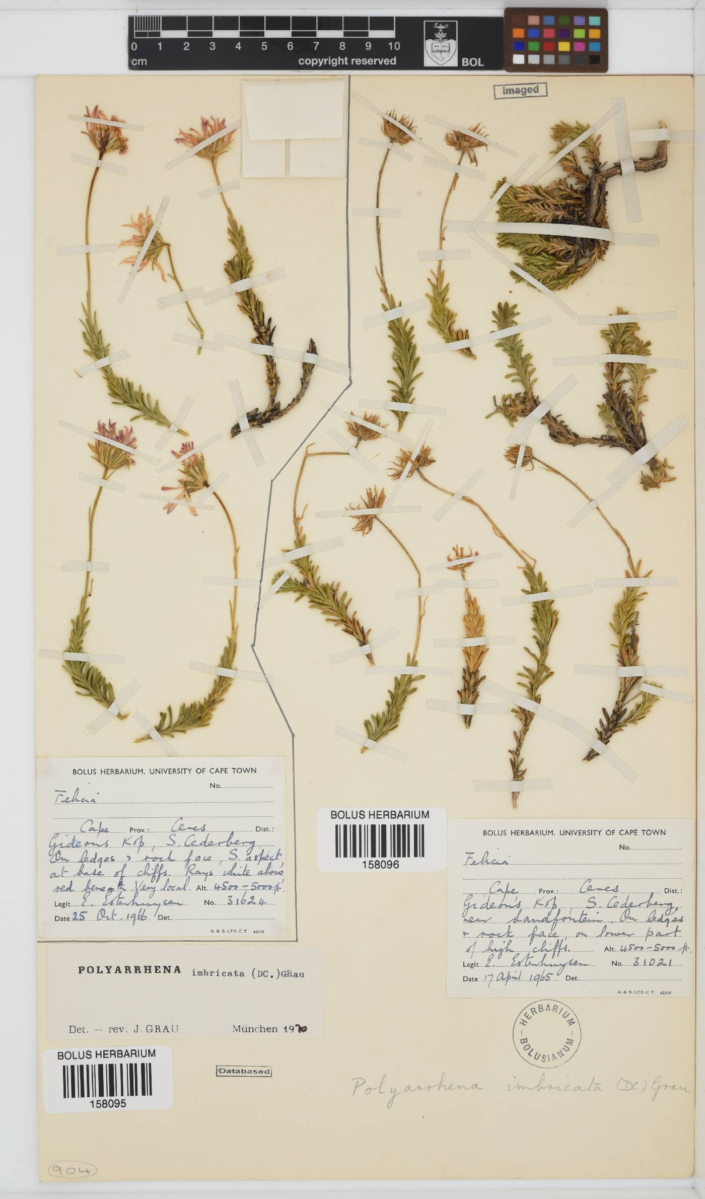 Polyarrhena imbricata image