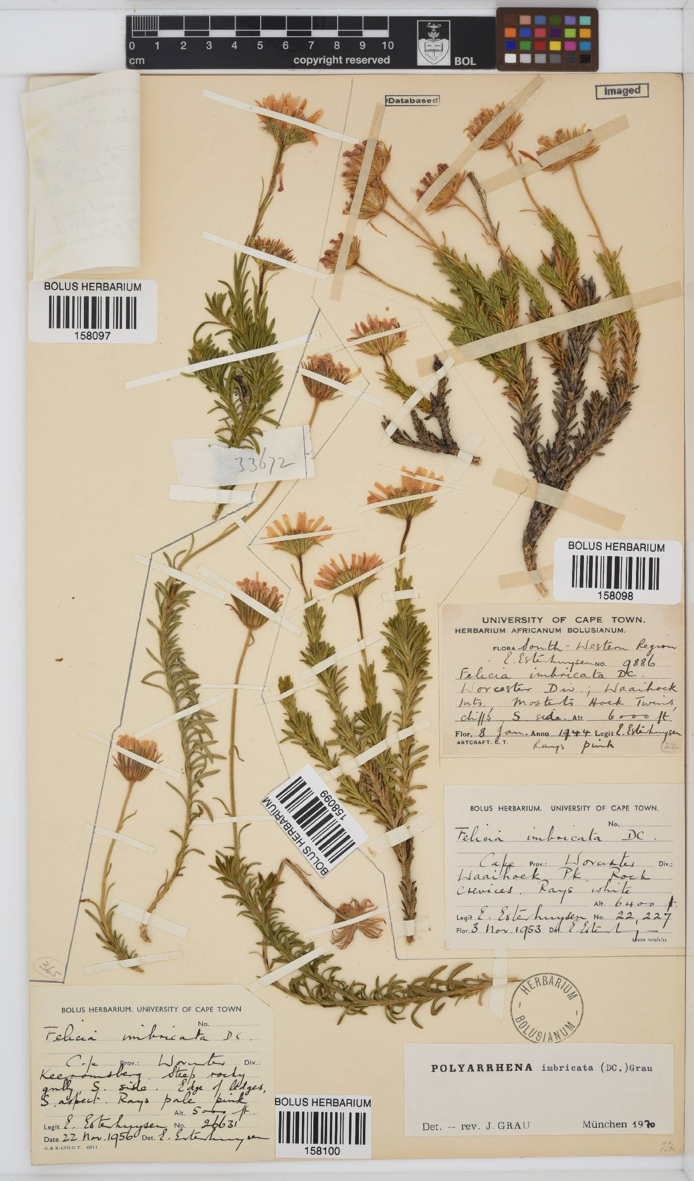 Polyarrhena imbricata image