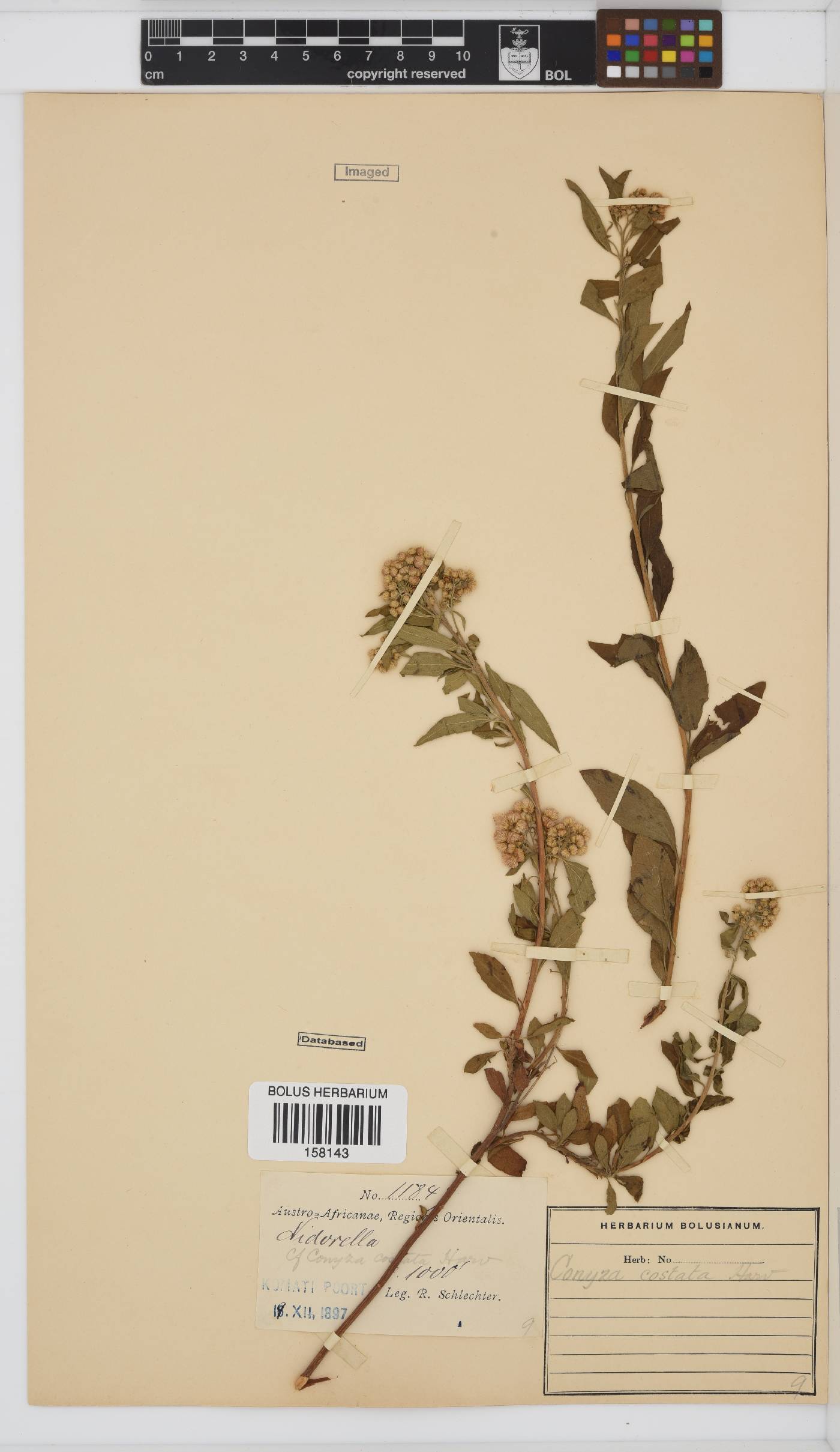Conyza costata image
