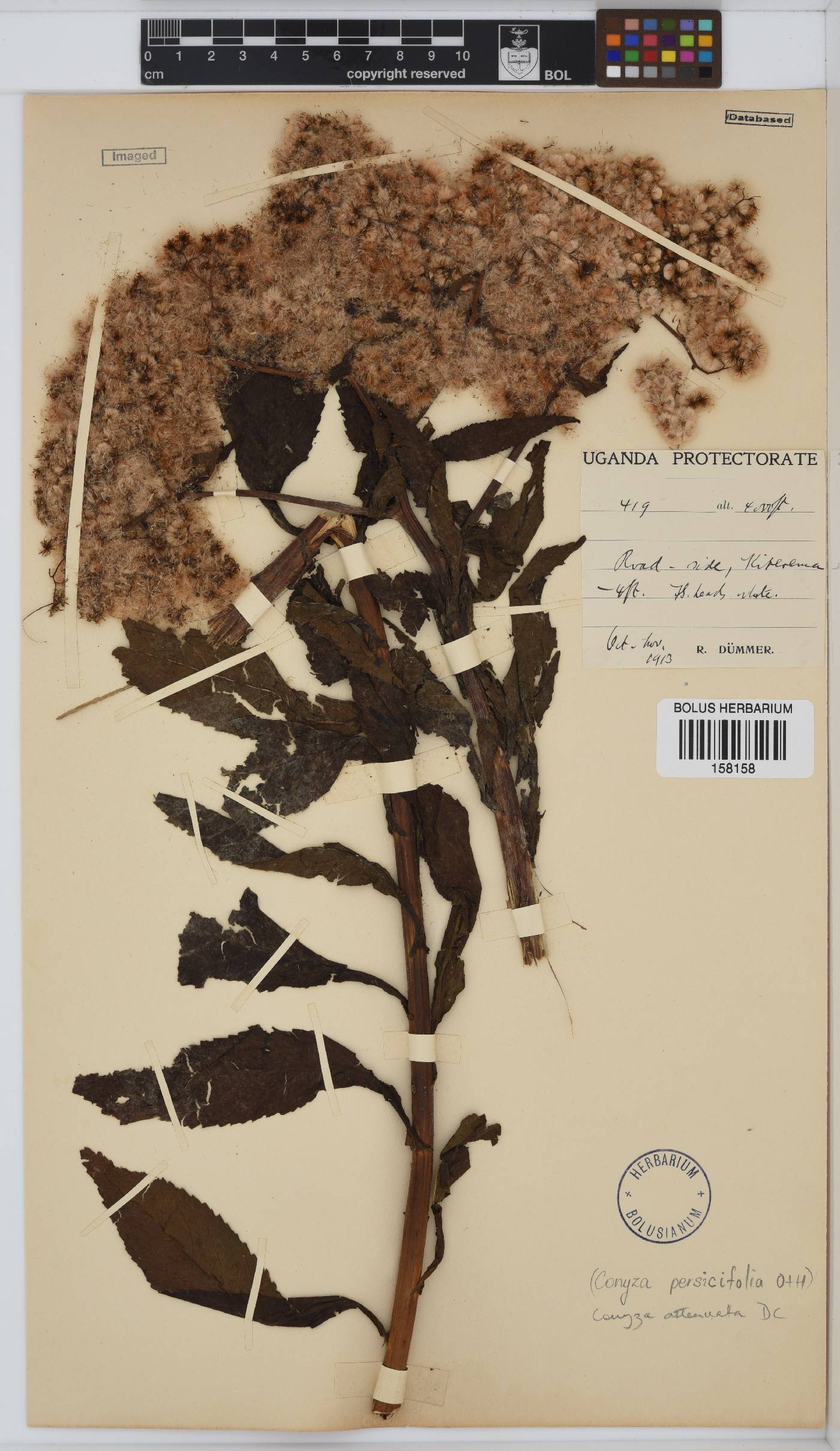 Conyza attenuata image