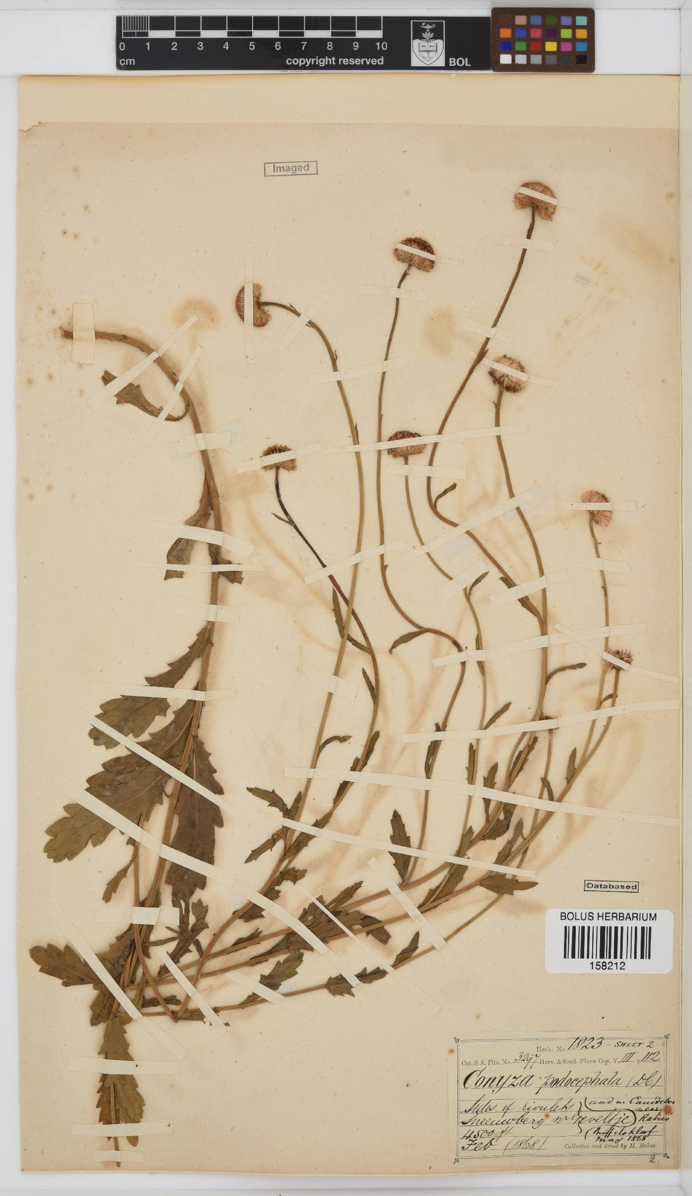 Conyza podocephala image