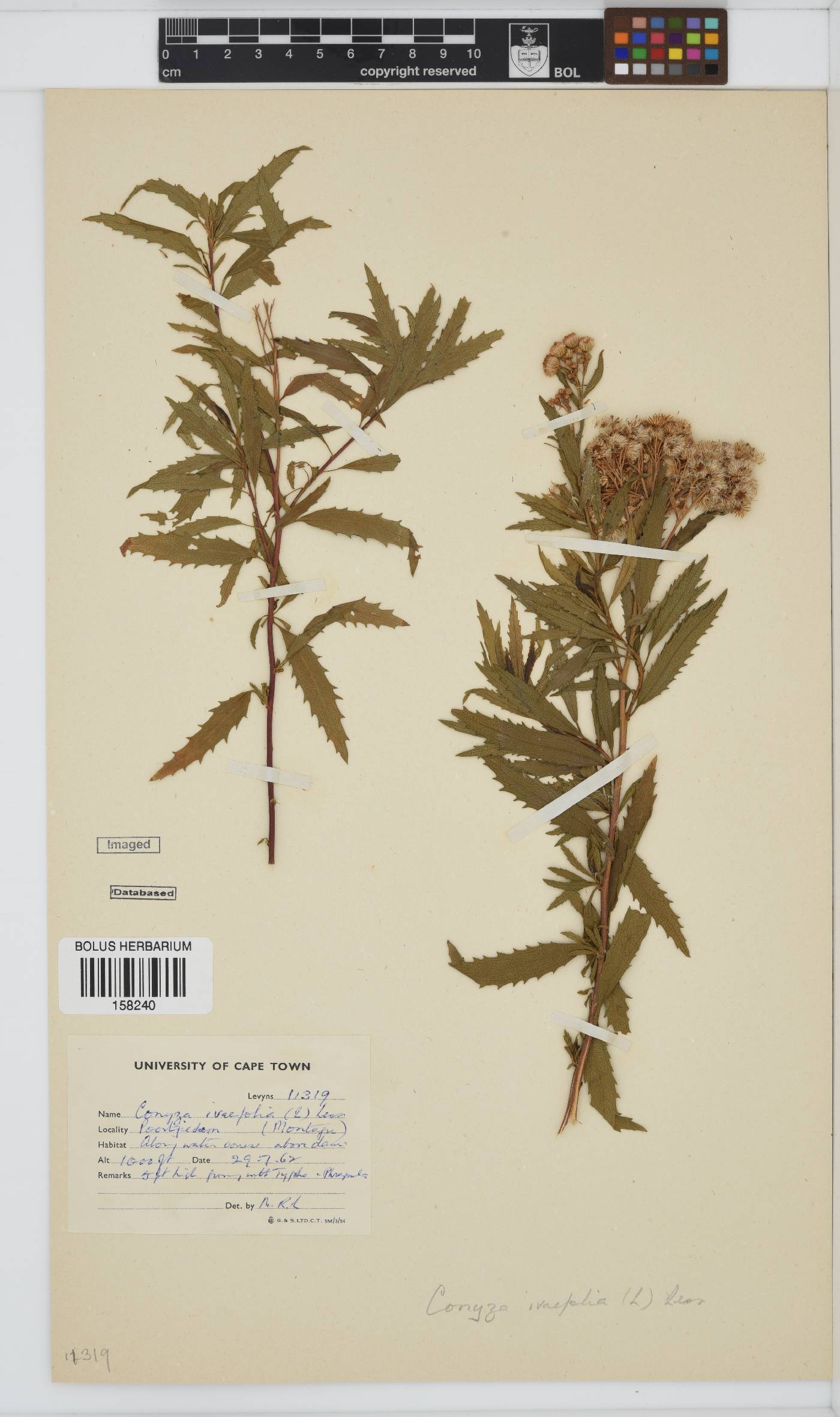 Conyza scabrida image