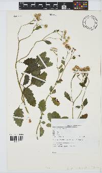 Conyza ulmifolia image