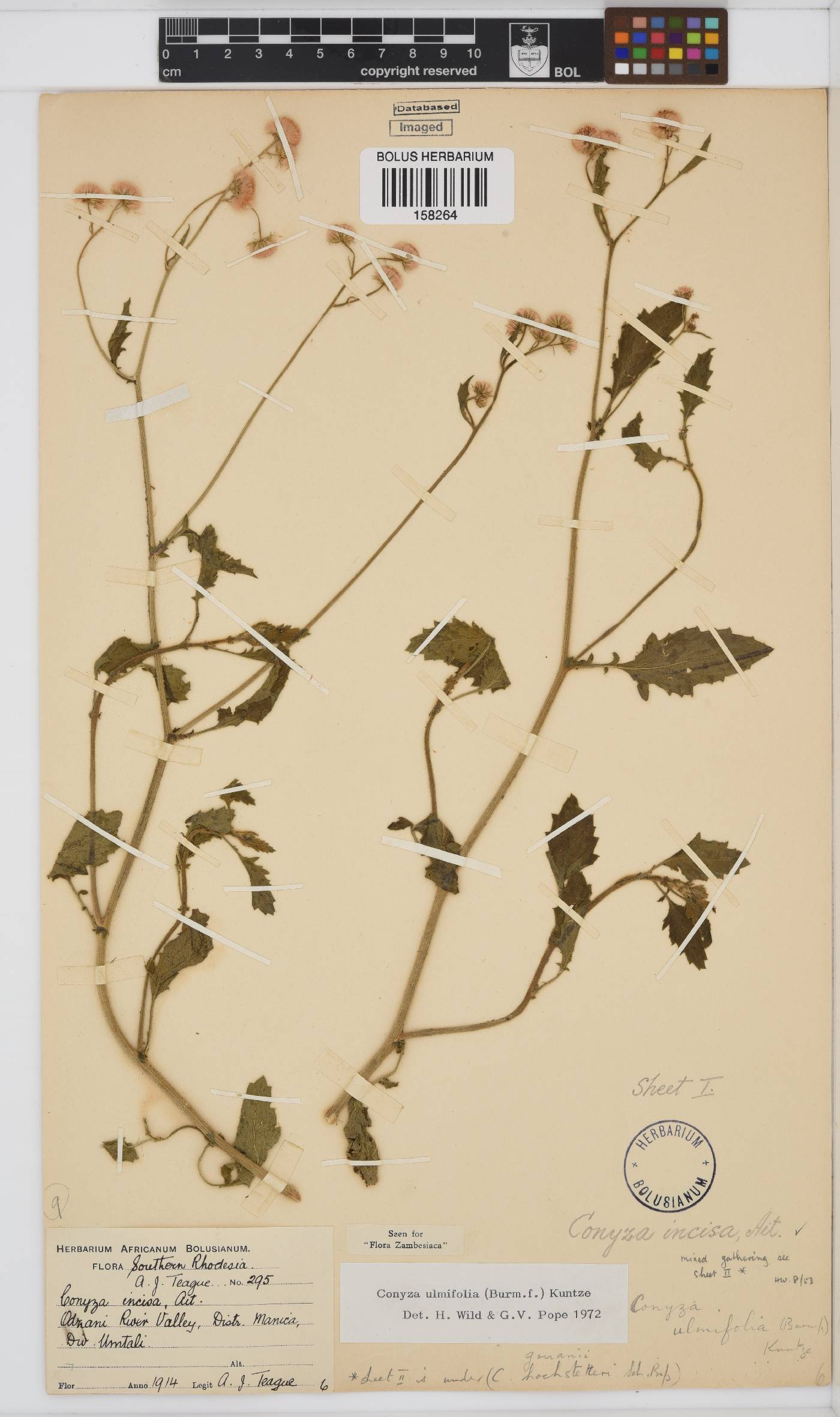 Conyza ulmifolia image