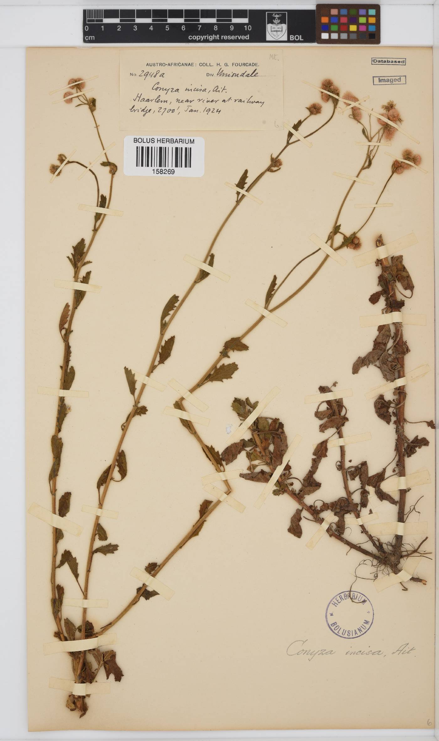 Conyza ulmifolia image