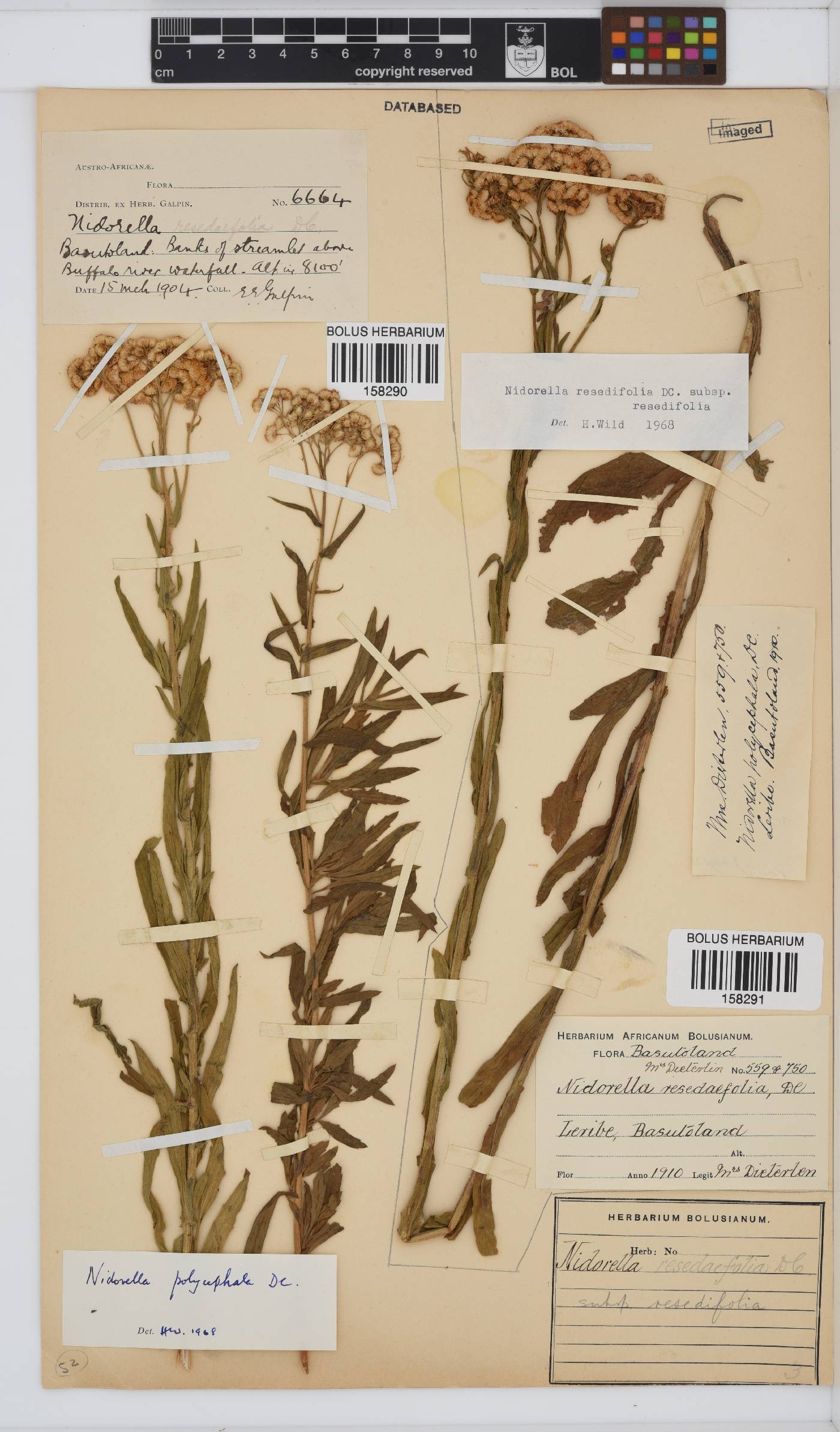 Nidorella resedifolia subsp. resedifolia image