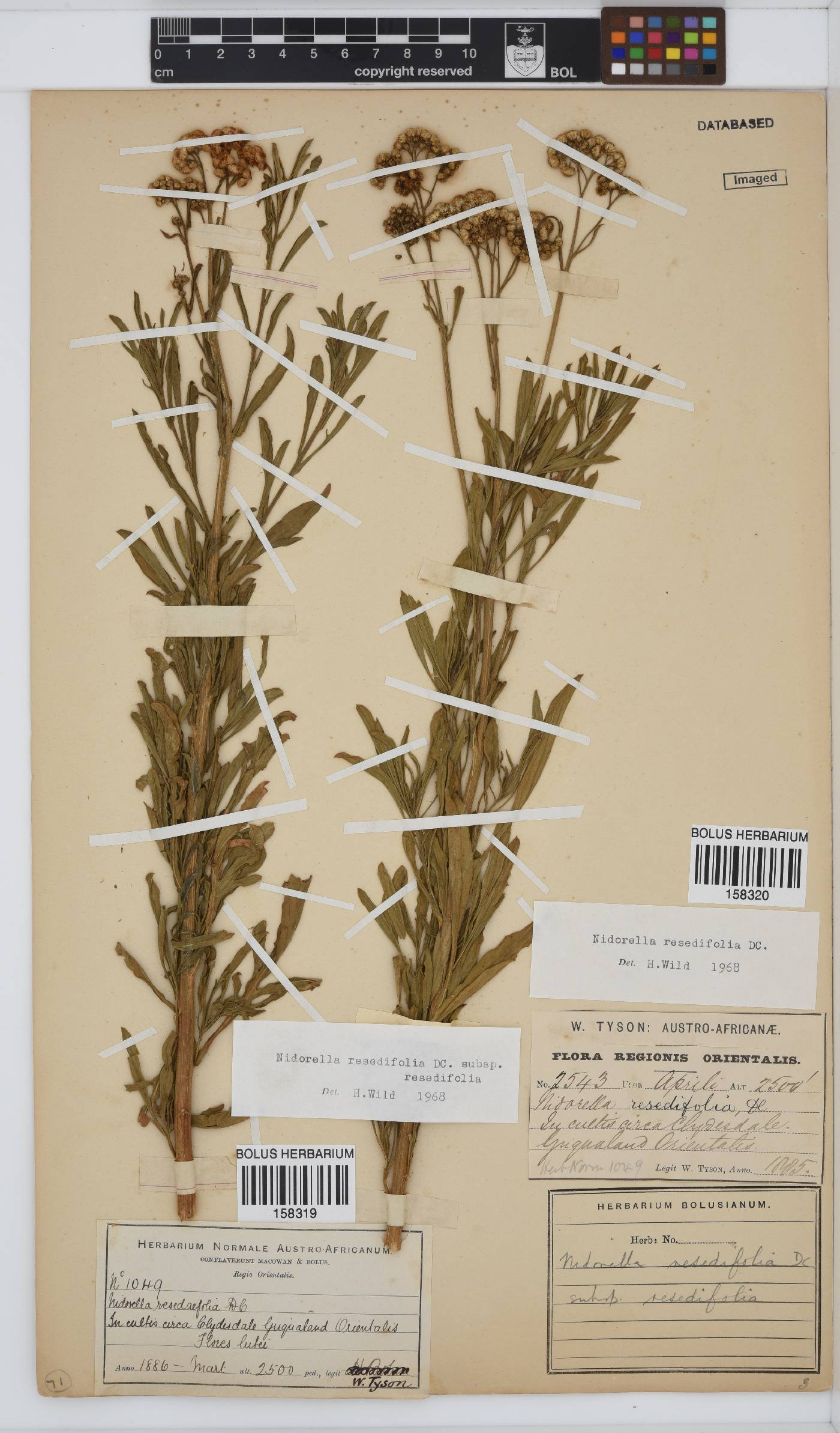 Nidorella resedifolia subsp. resedifolia image