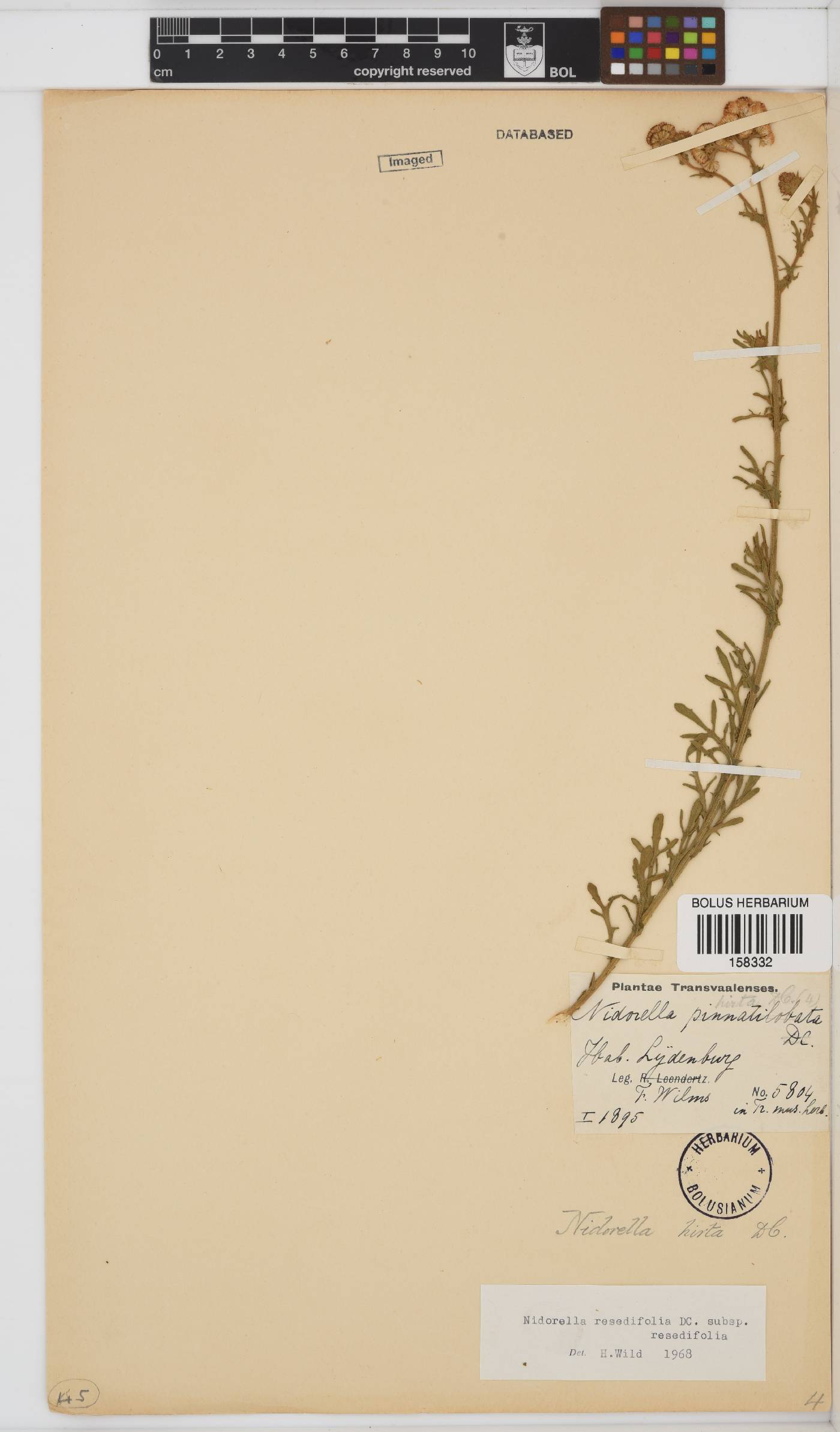 Nidorella resedifolia subsp. resedifolia image