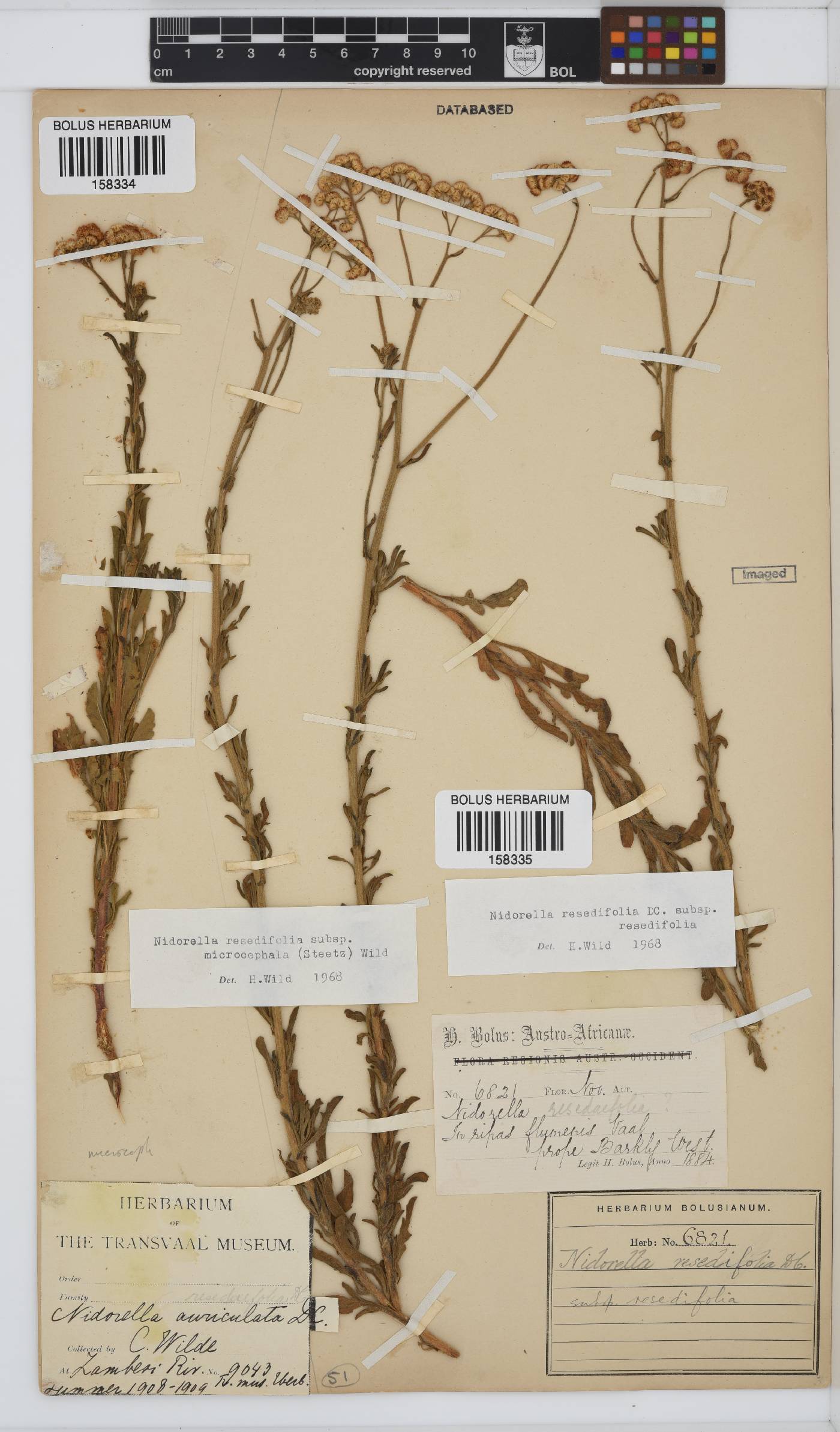 Nidorella resedifolia subsp. resedifolia image