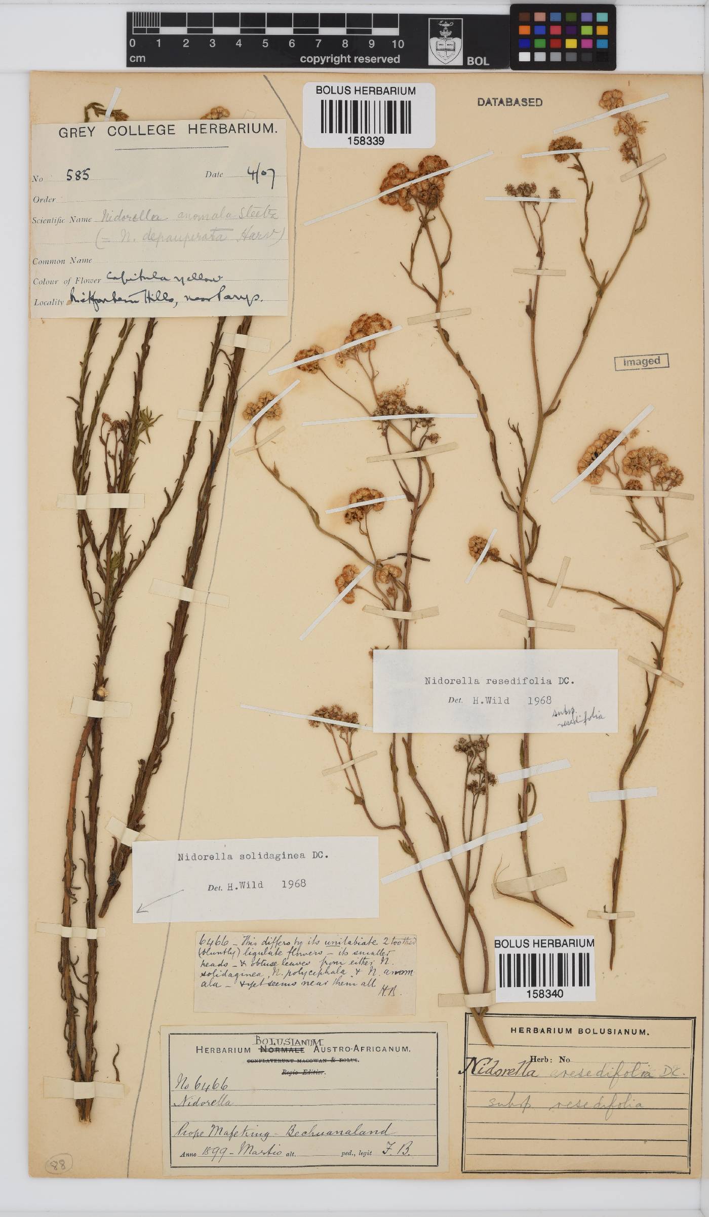 Nidorella resedifolia subsp. resedifolia image