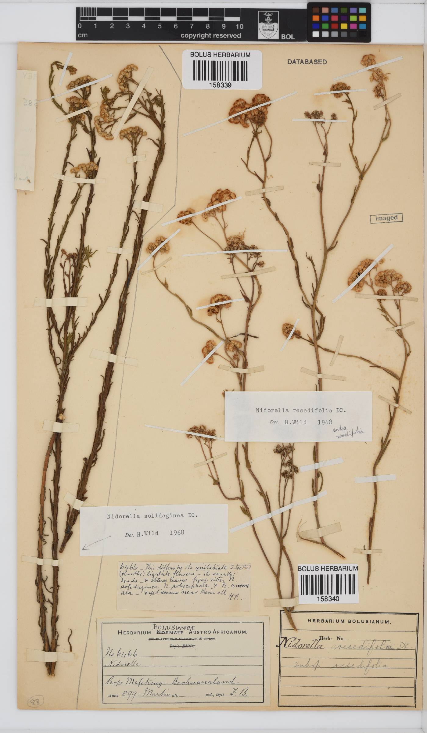 Nidorella resedifolia subsp. resedifolia image