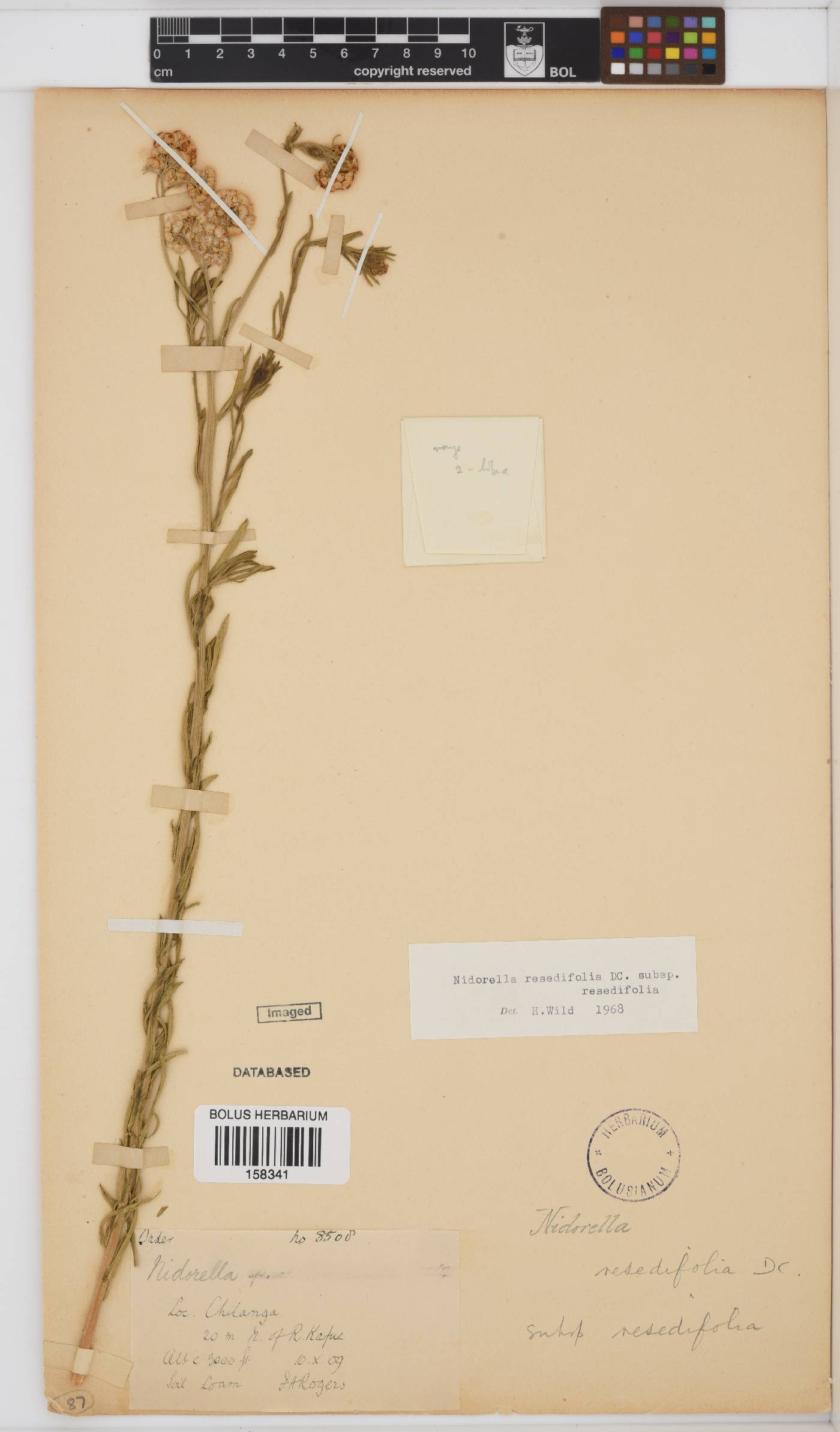 Nidorella resedifolia subsp. resedifolia image
