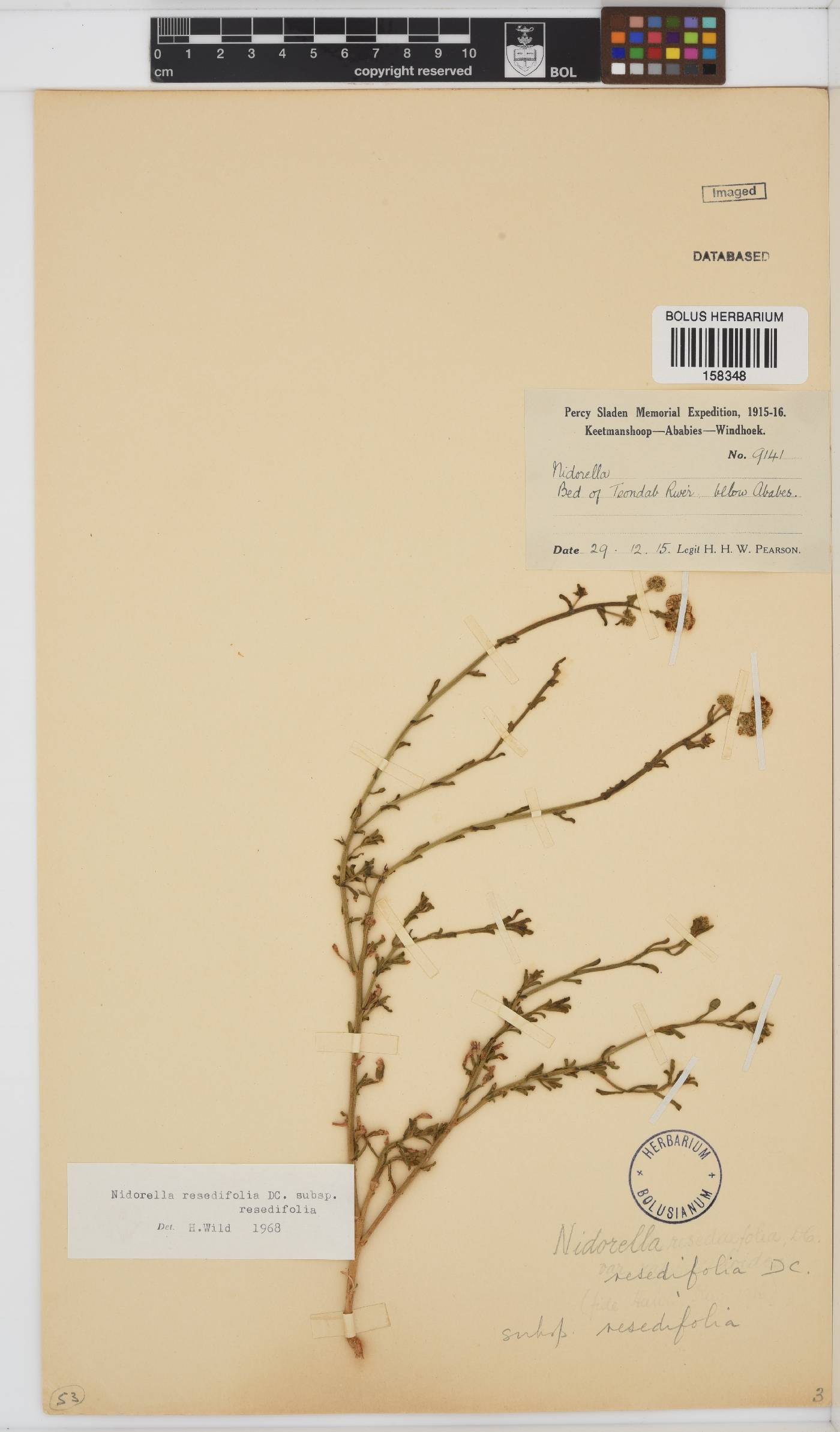 Nidorella resedifolia subsp. resedifolia image