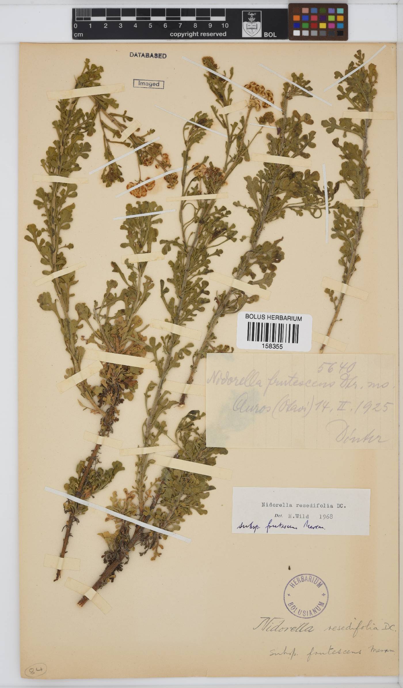 Nidorella resedifolia subsp. frutescens image