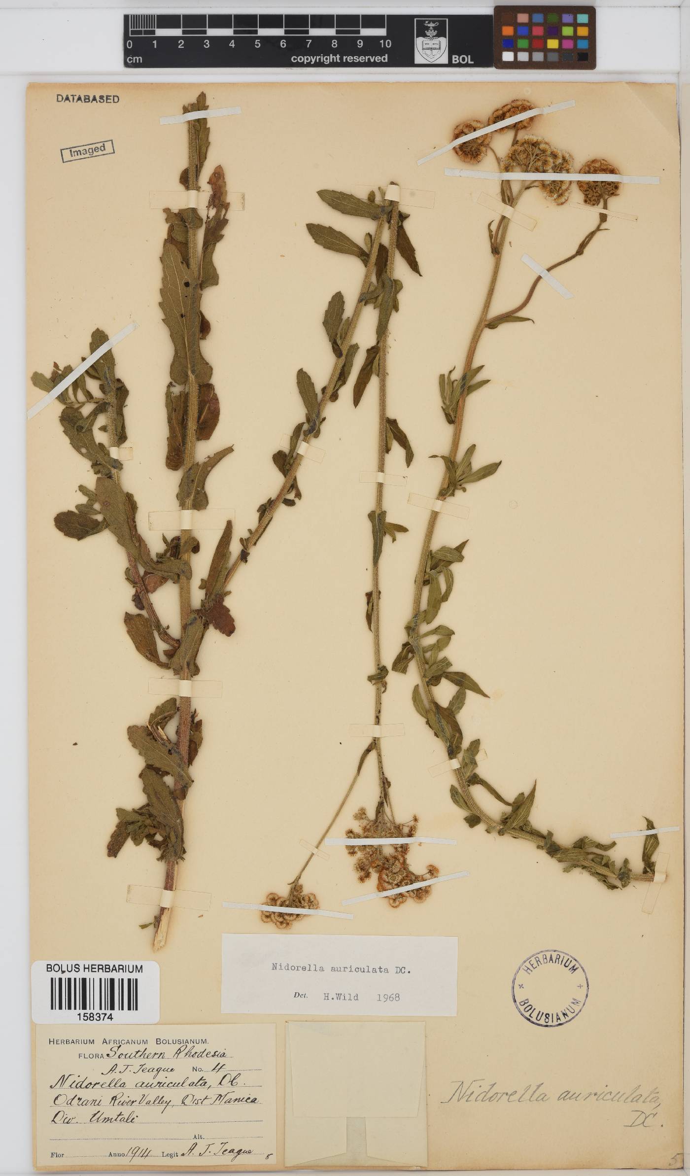 Nidorella auriculata image