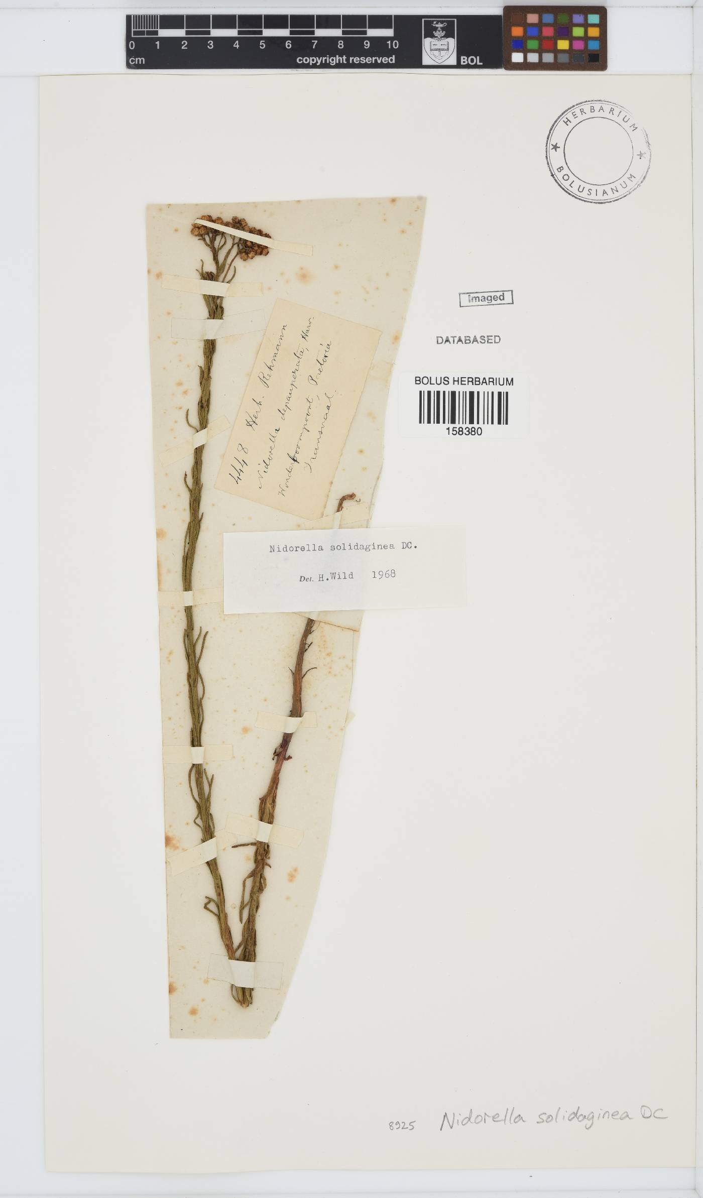 Nidorella anomala image