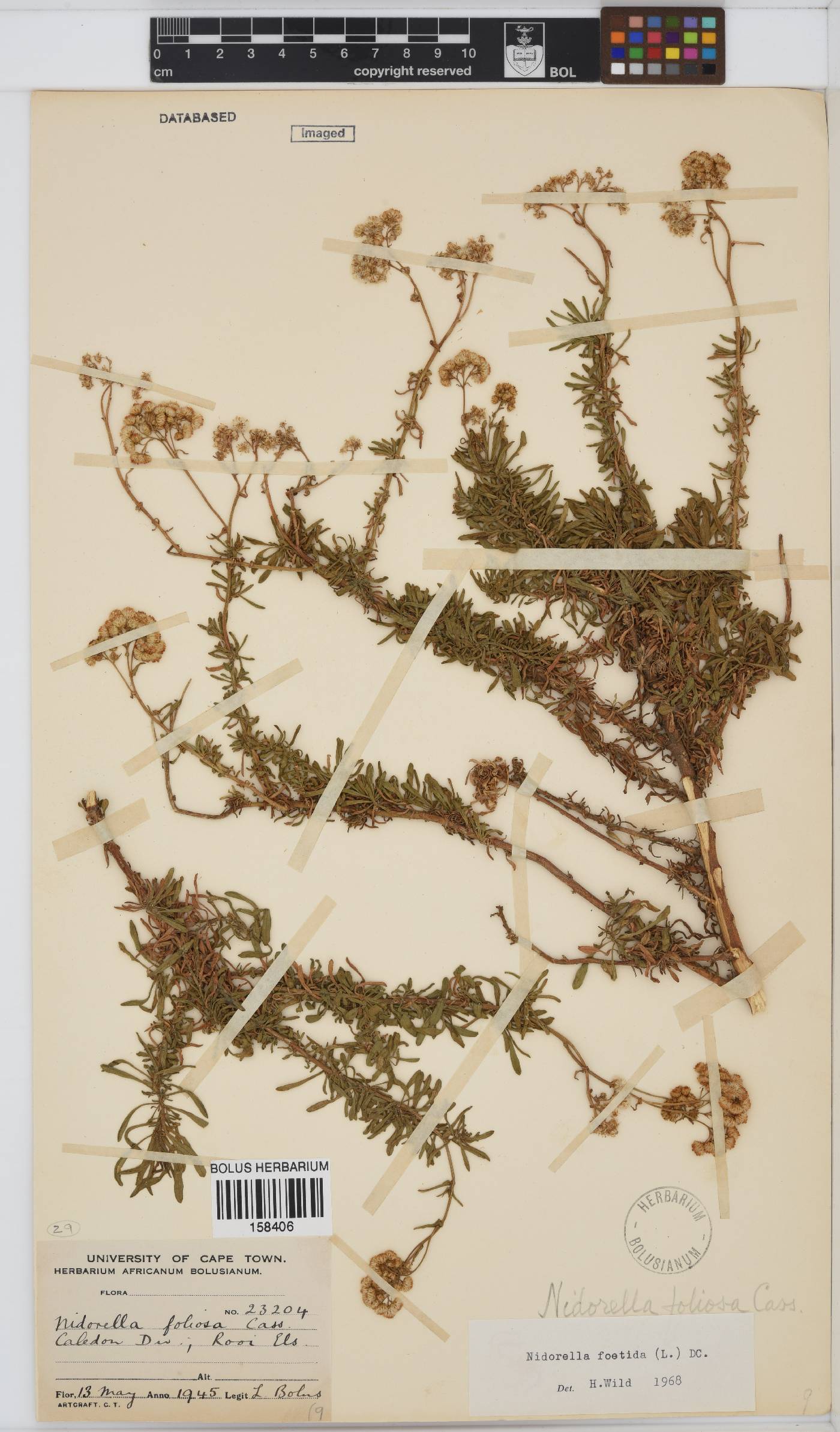 Nidorella foetida image