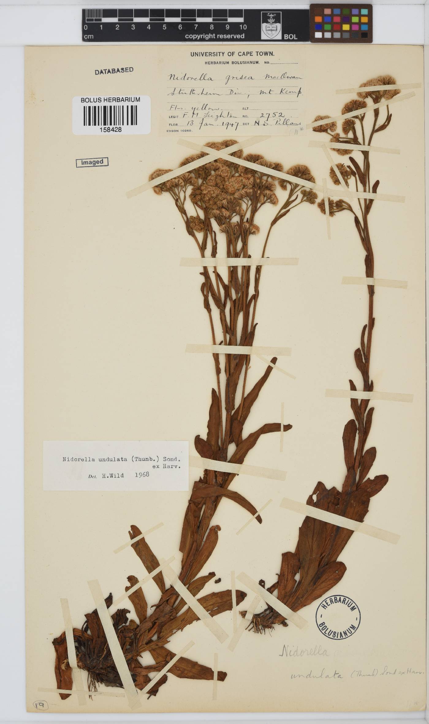 Nidorella undulata image