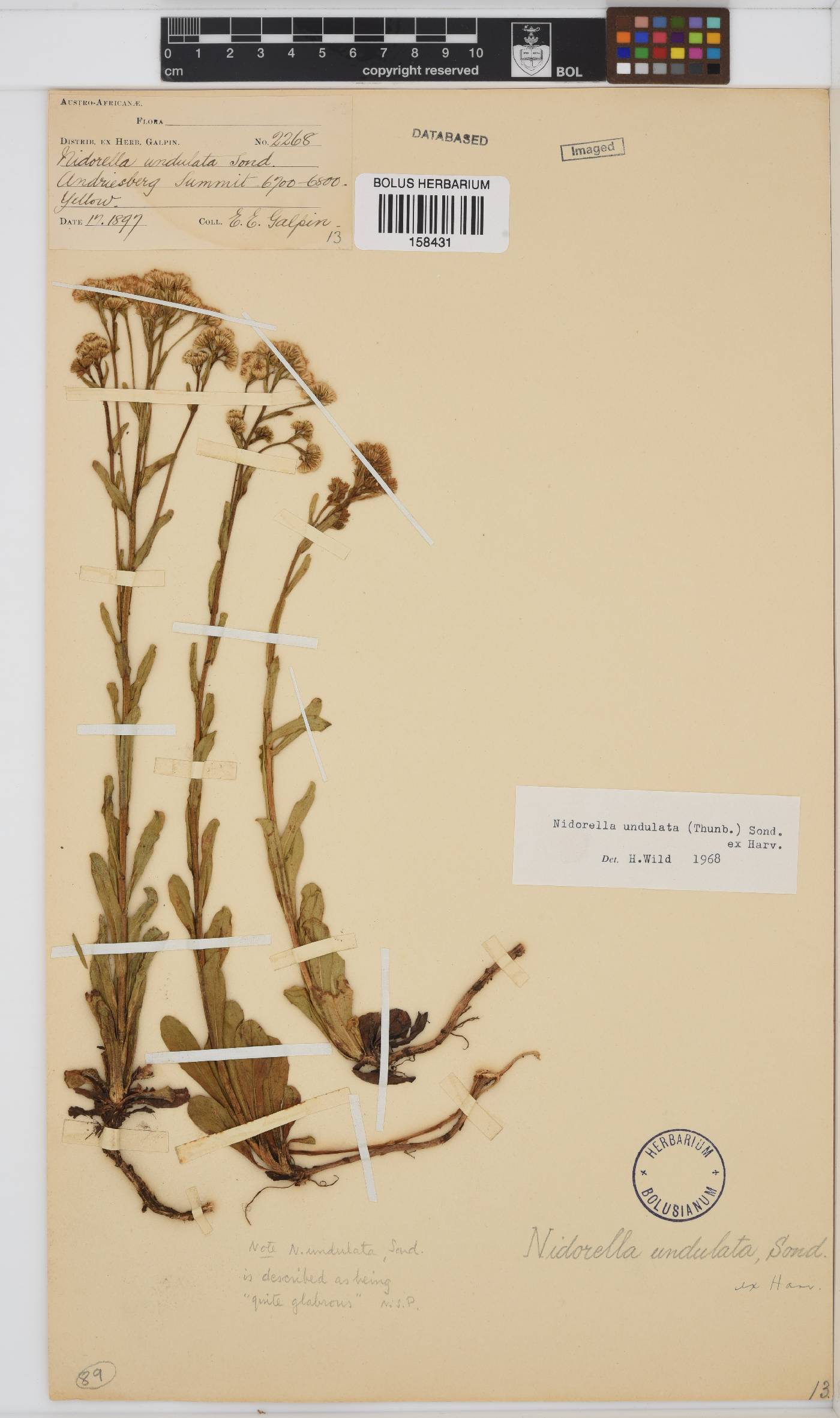 Nidorella undulata image
