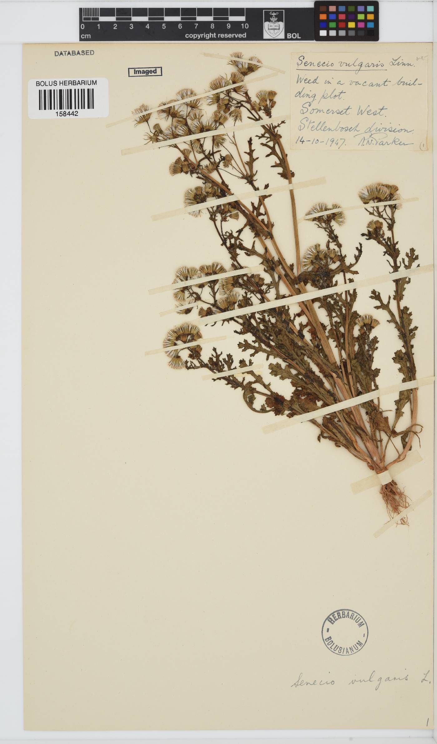 Senecio vulgaris image