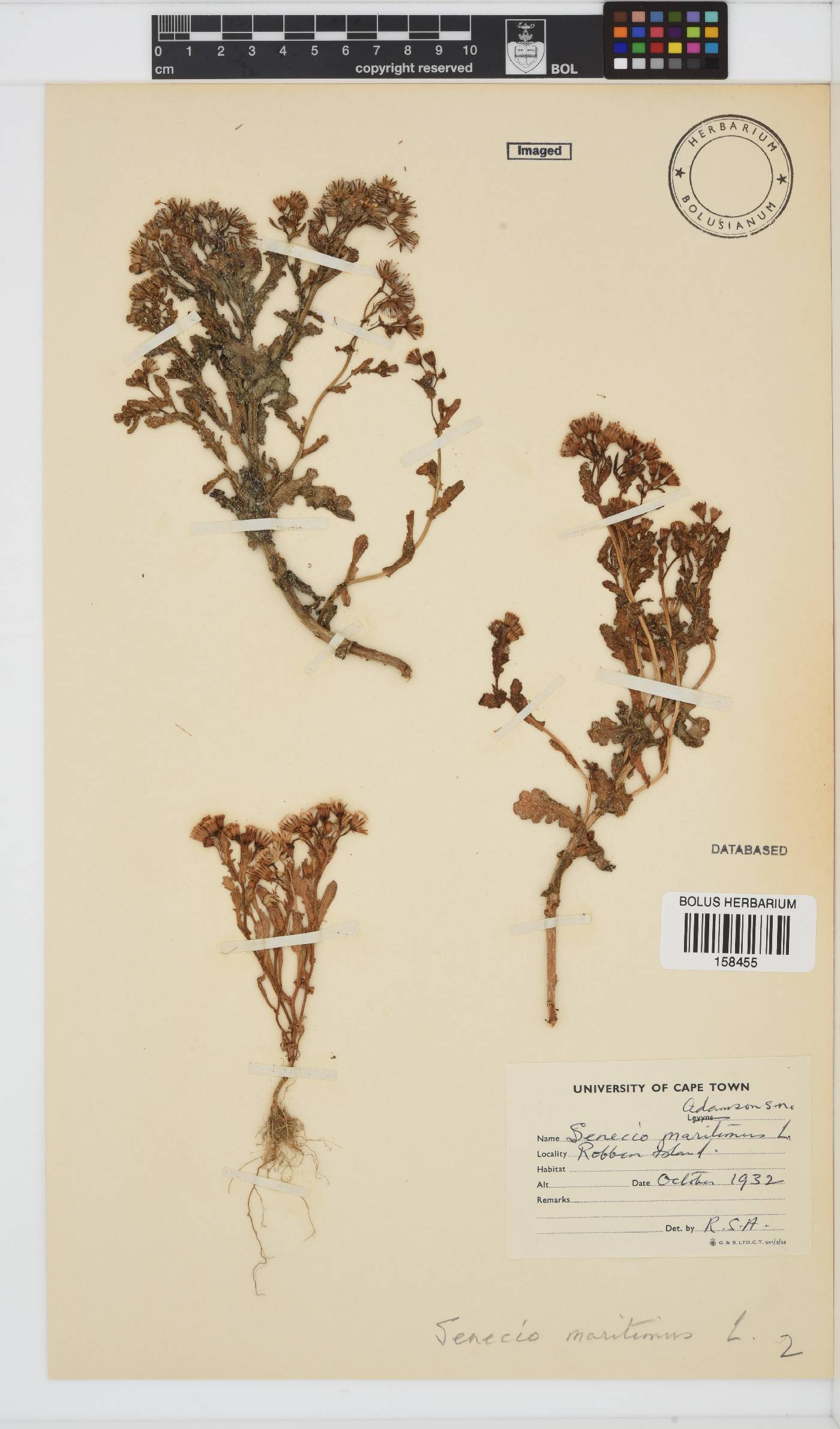 Senecio maritimus image