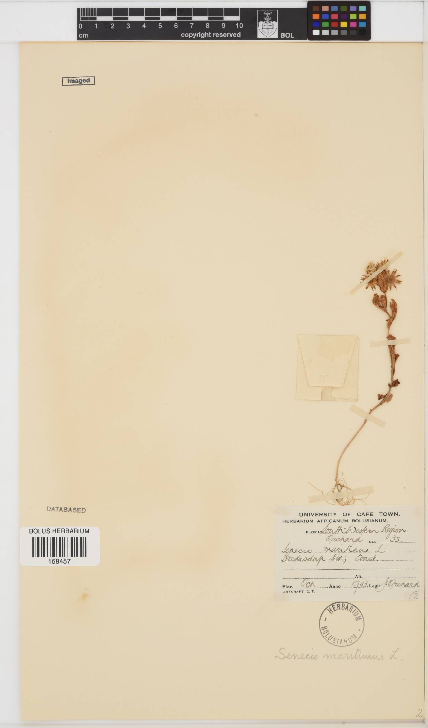 Senecio maritimus image