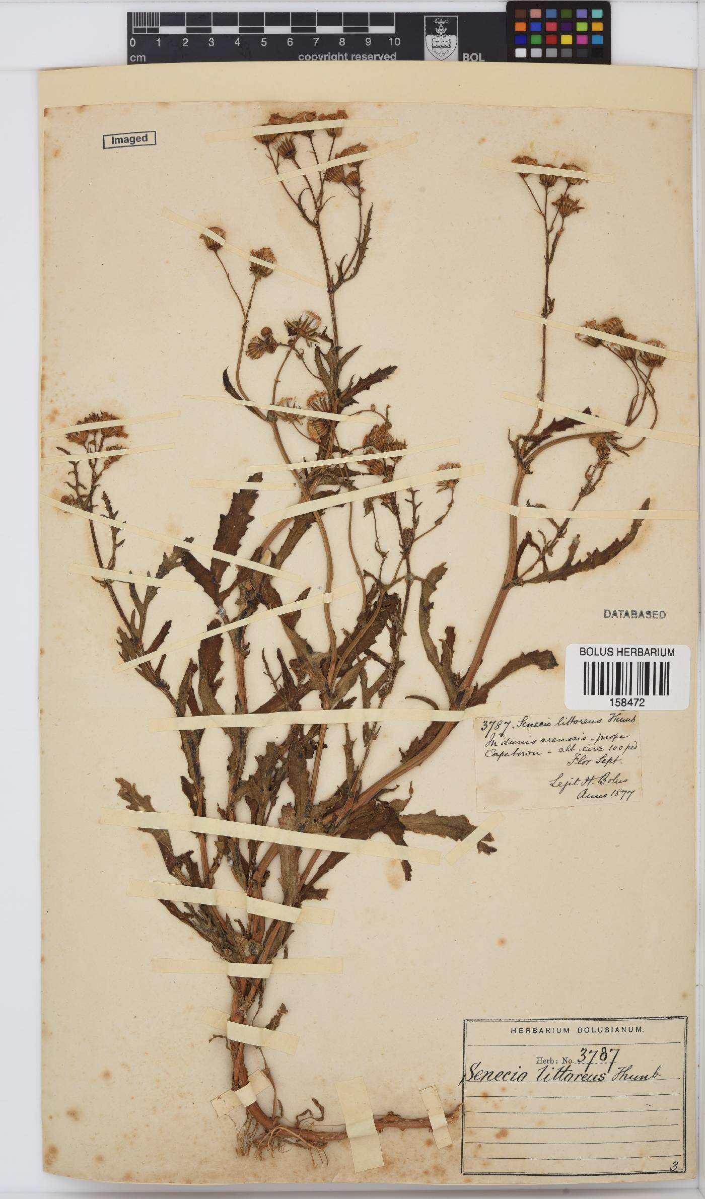 Senecio littoreus var. littoreus image
