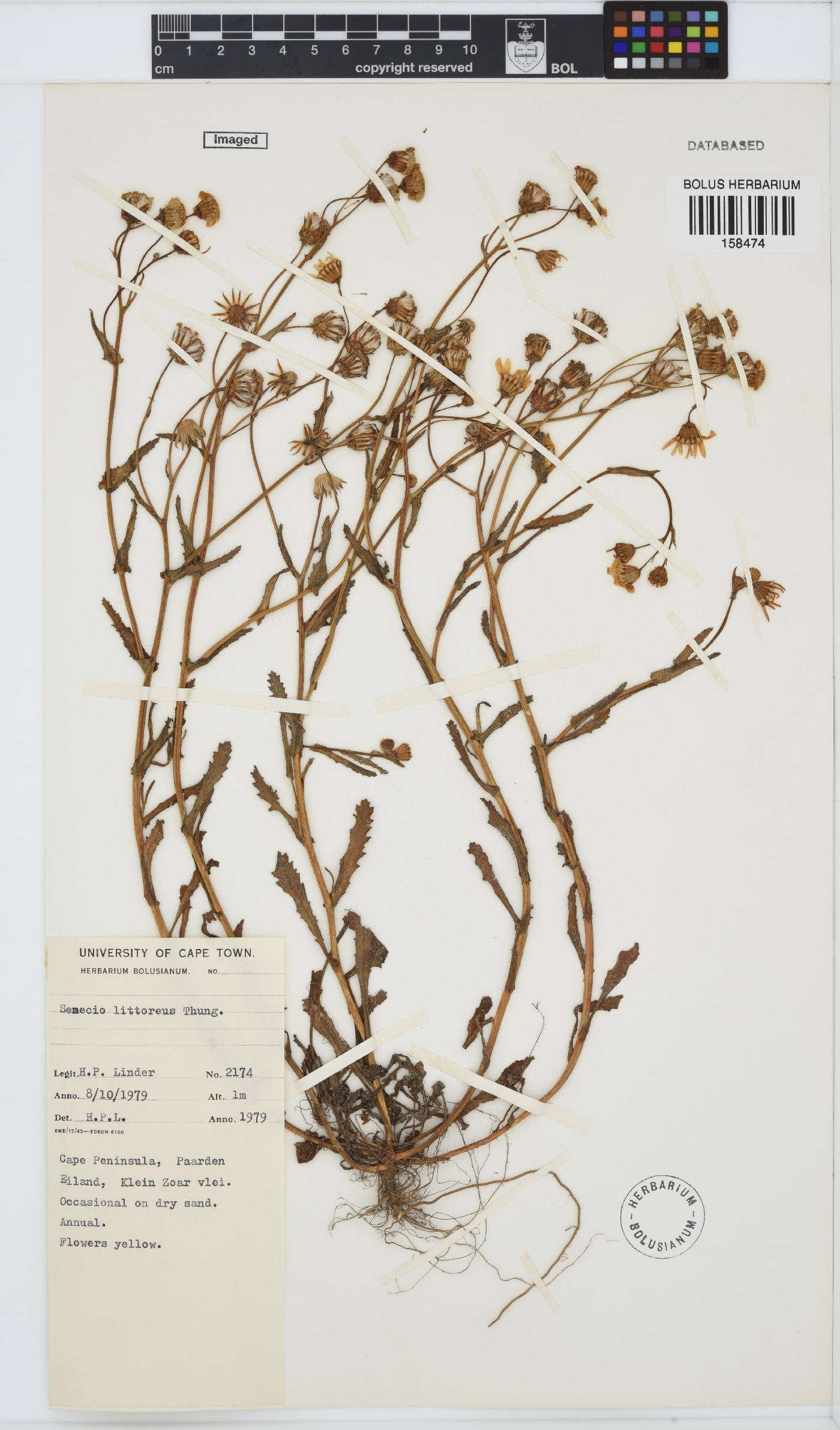 Senecio littoreus var. littoreus image
