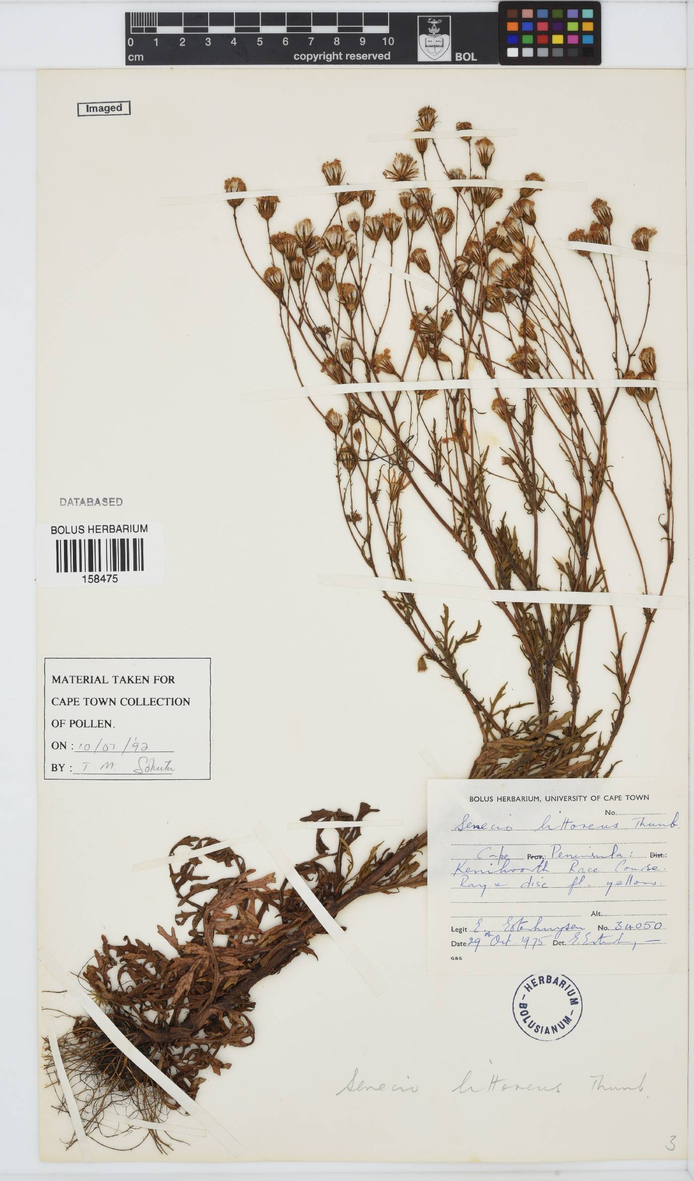 Senecio littoreus image