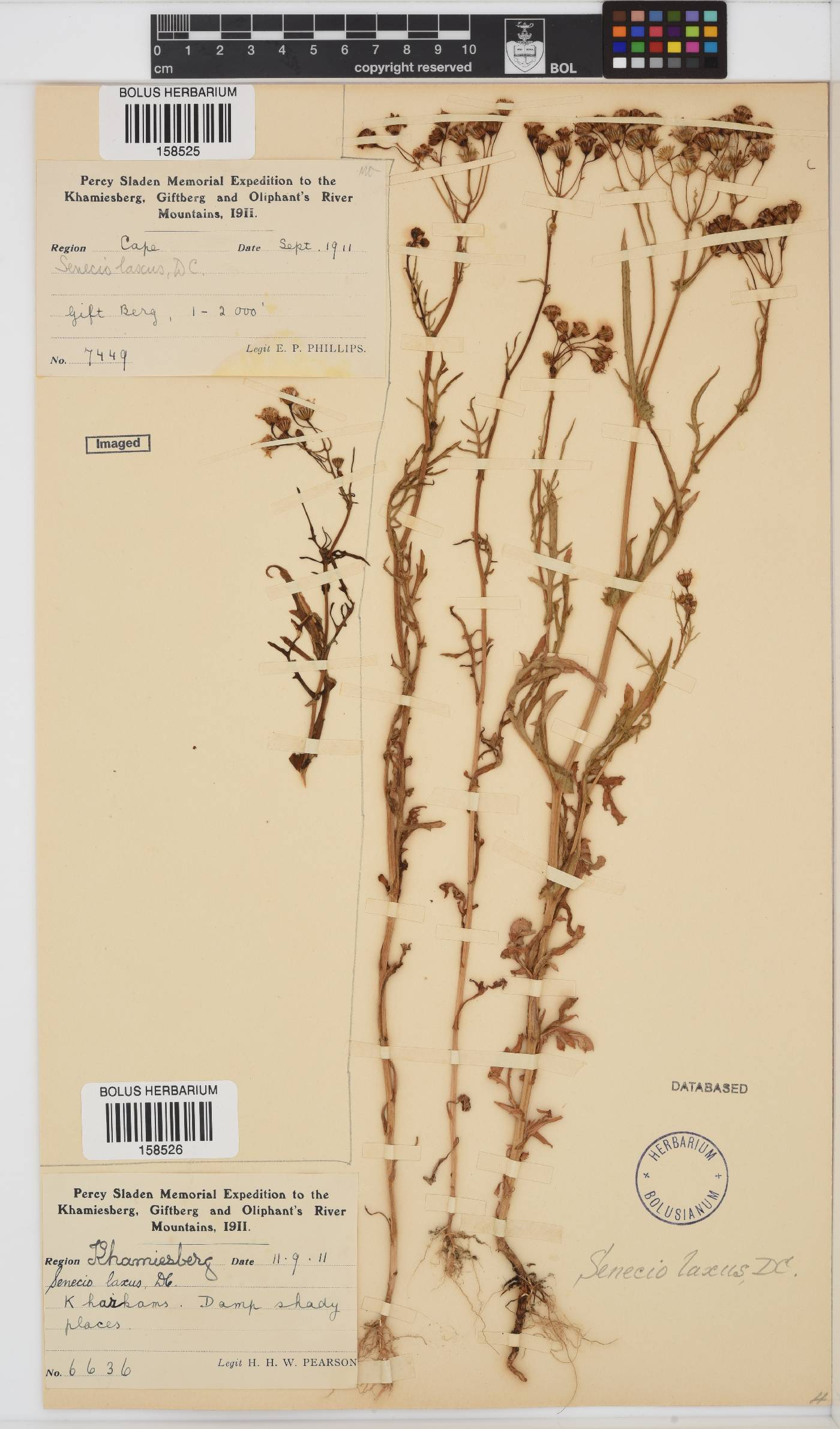 Senecio laxus image