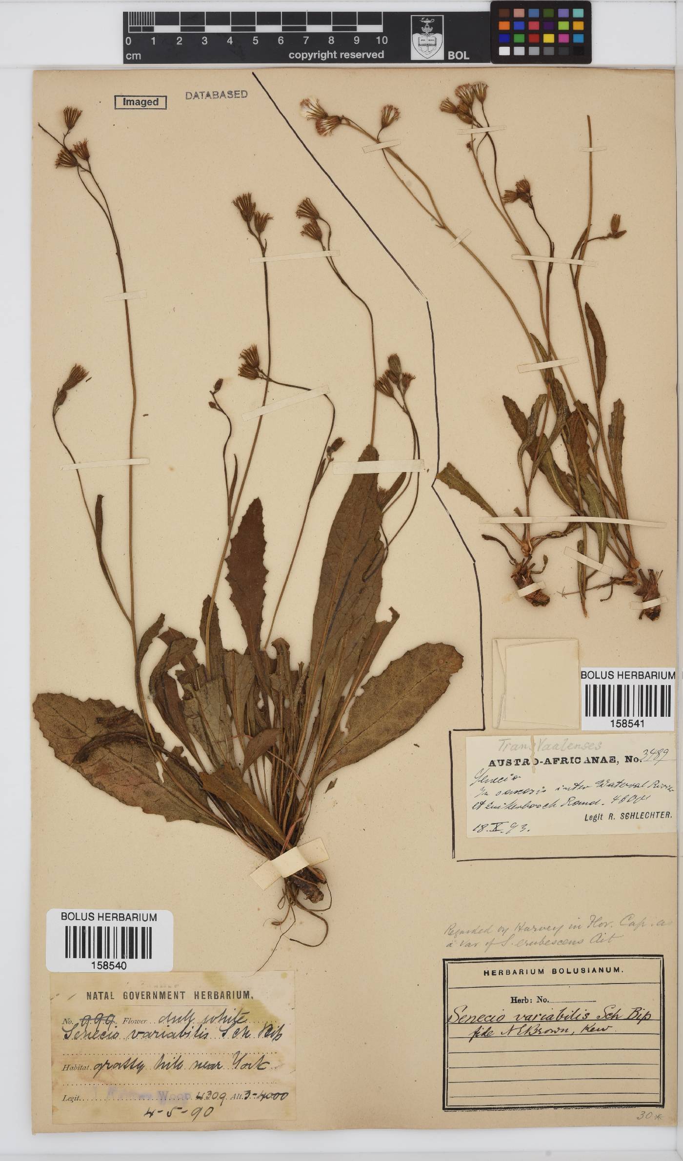 Senecio variabilis image