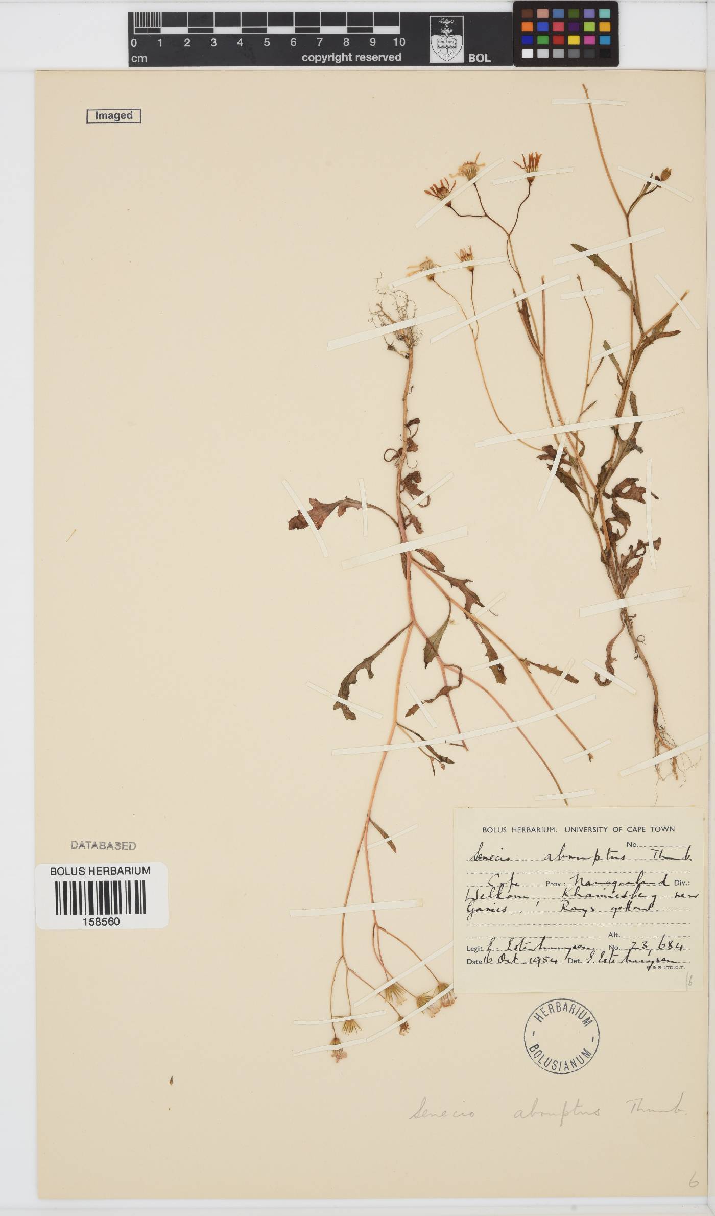 Senecio abruptus image